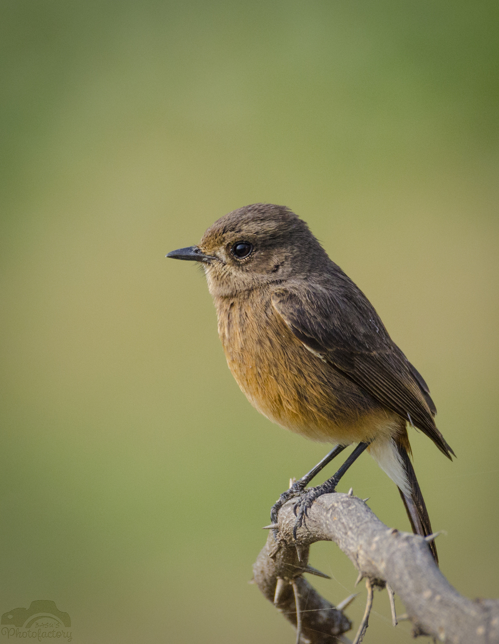 Sigma 150-600mm F5-6.3 DG OS HSM | C sample photo. Pied bushchat female photography