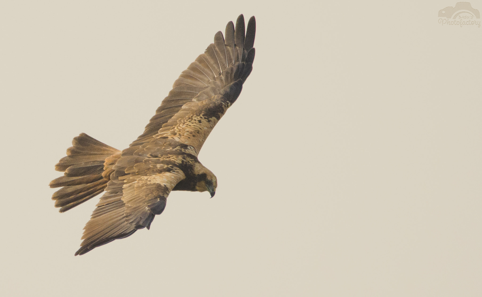 Sigma 150-600mm F5-6.3 DG OS HSM | C sample photo. Eurasin marsh harrier photography