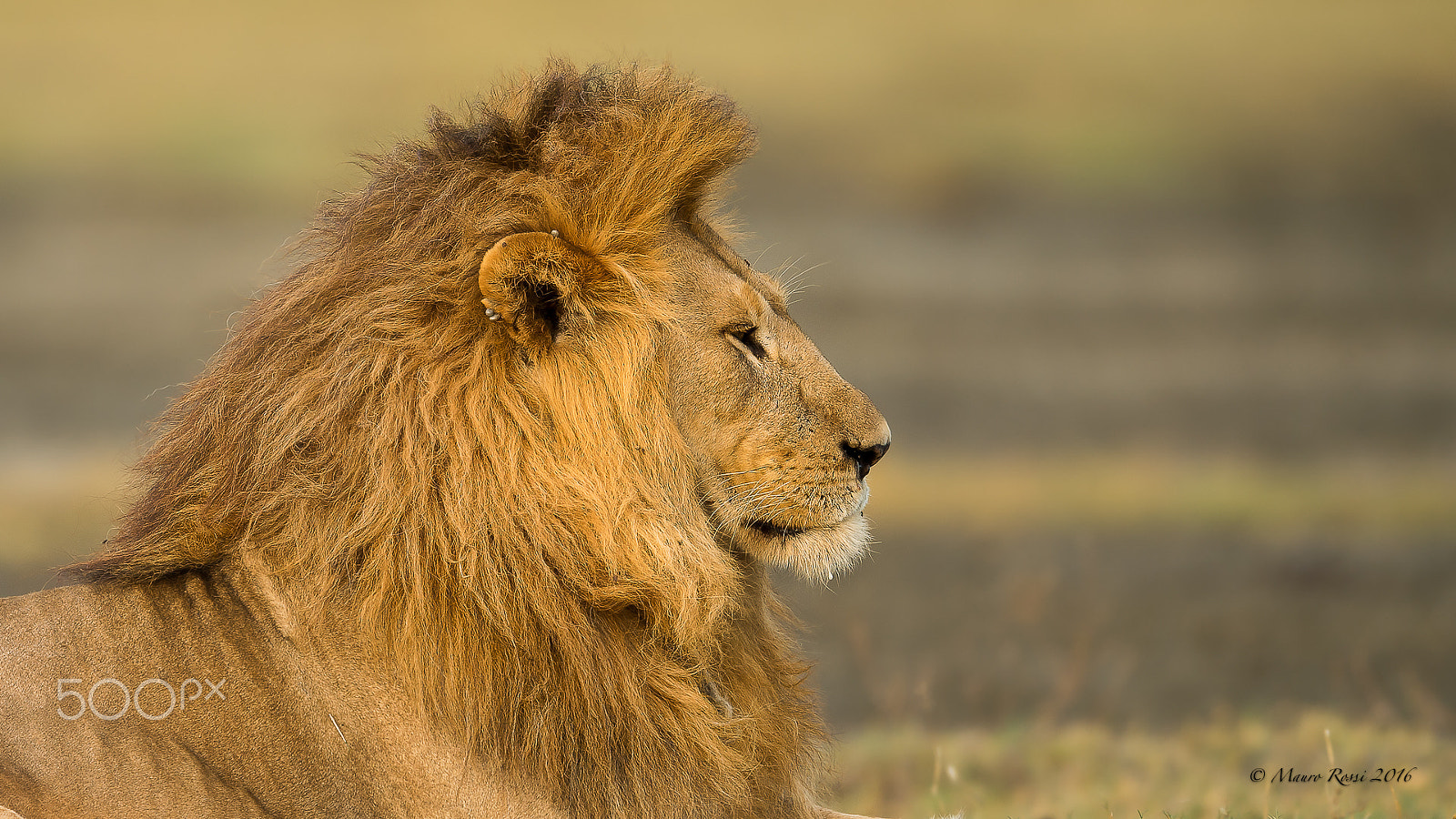 Nikon AF-S Nikkor 500mm F4E FL ED VR sample photo. Royal portrait. photography