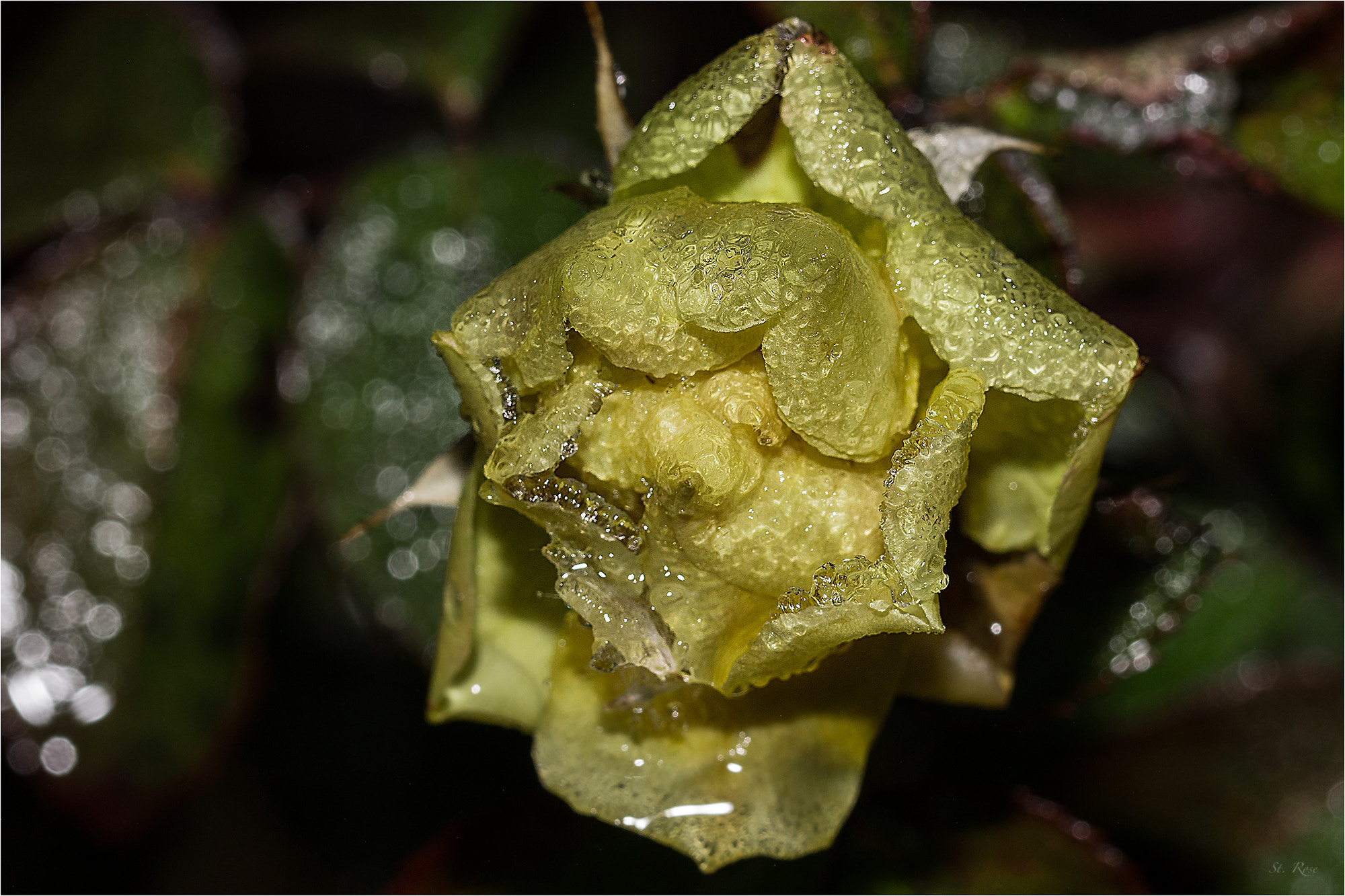 Sony SLT-A77 + 90mm F2.8 Macro SSM sample photo. Ice flower photography