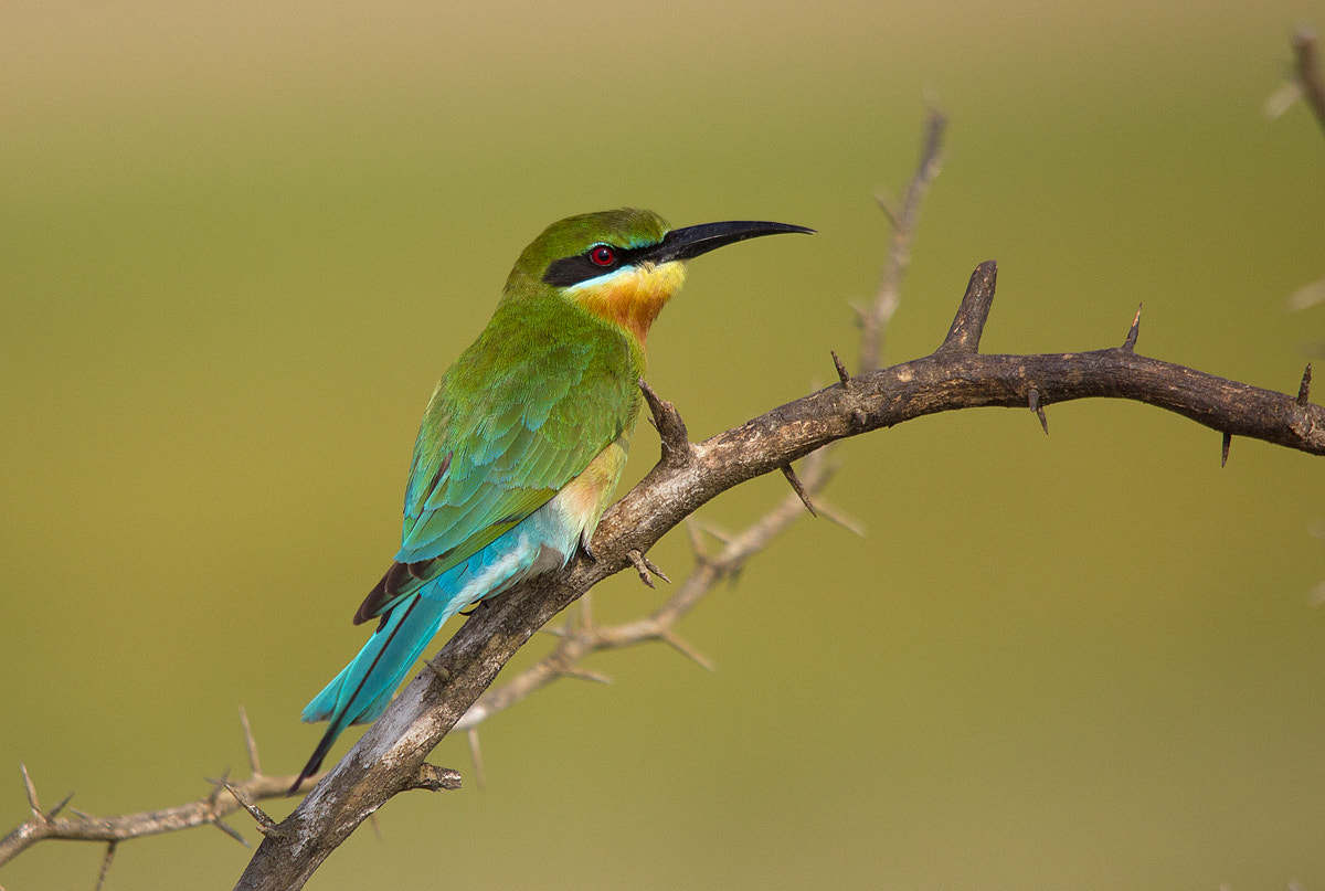 Canon EOS 550D (EOS Rebel T2i / EOS Kiss X4) + Sigma 150-500mm F5-6.3 DG OS HSM sample photo. Imgblue-taile bee eater photography