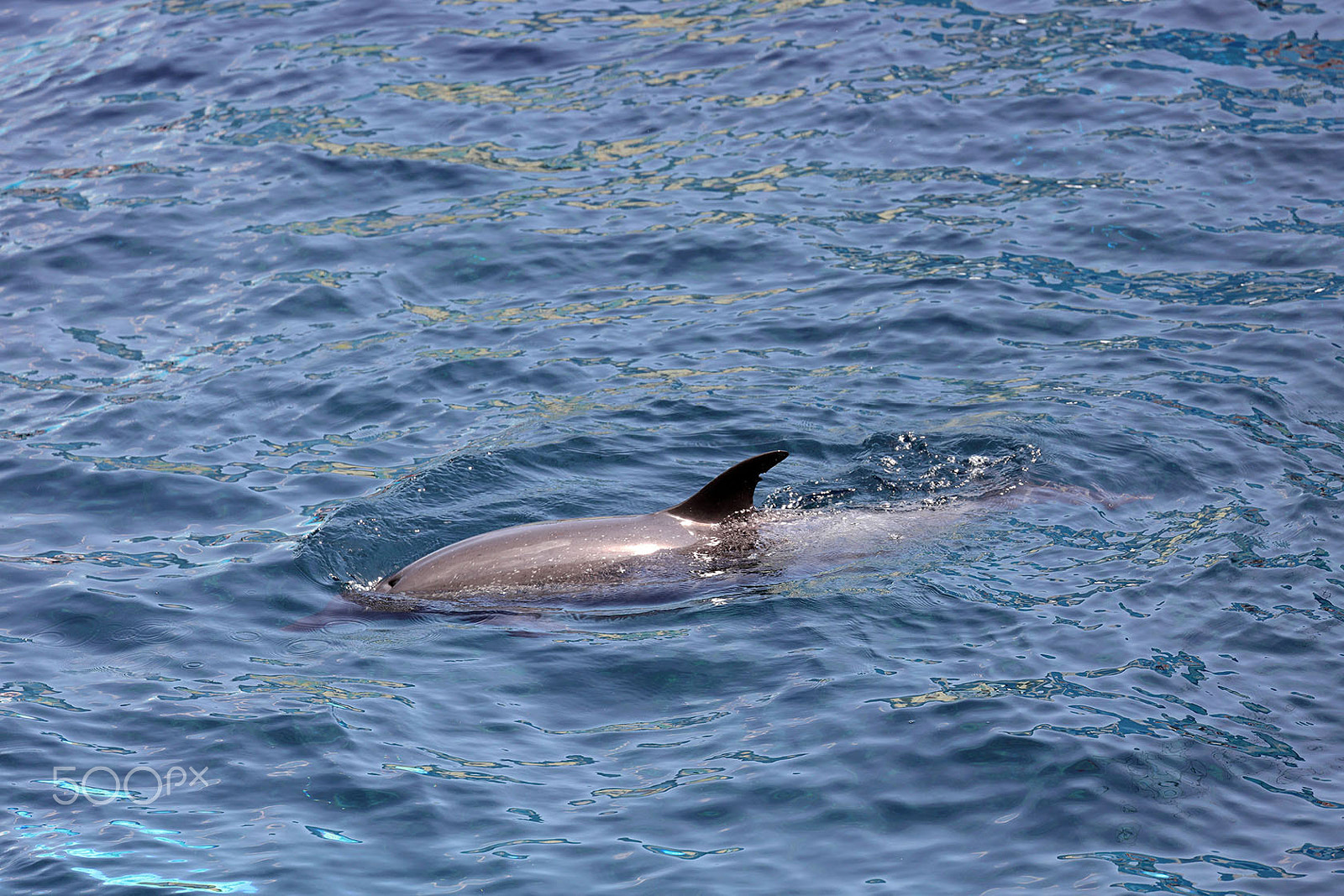 Canon EF 70-300mm F4-5.6L IS USM sample photo. Dolphin photography
