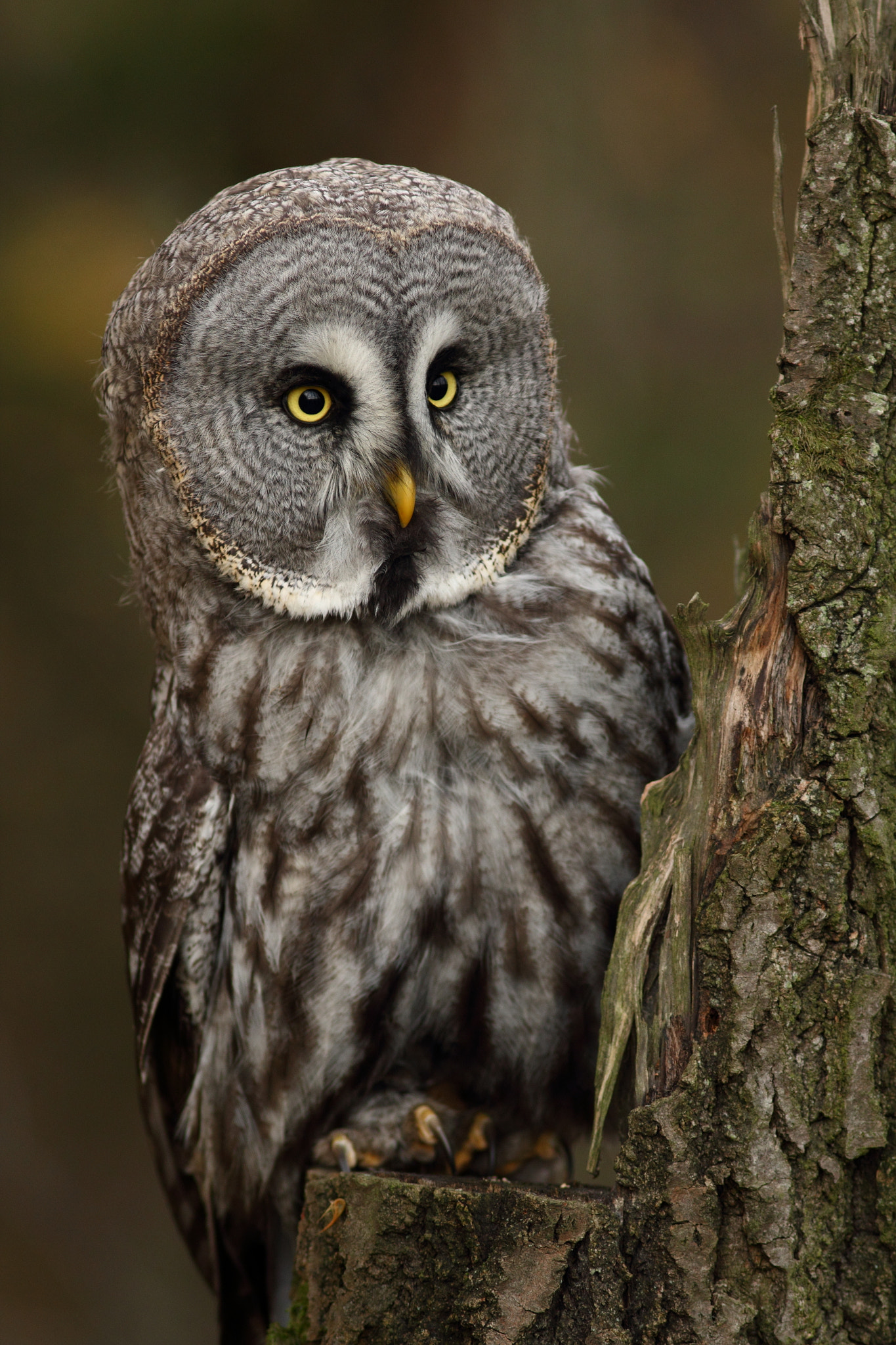 Canon EOS 550D (EOS Rebel T2i / EOS Kiss X4) + Canon EF 300mm F4L IS USM sample photo. Great grey owl photography