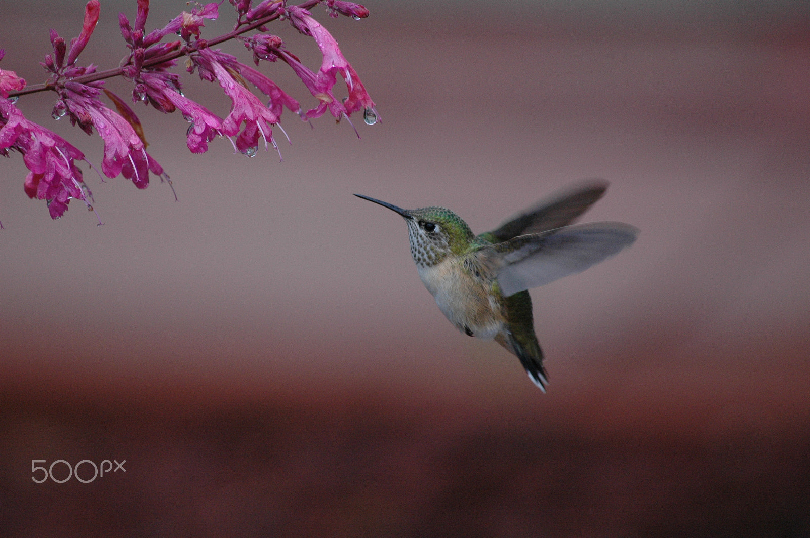 Nikon D70s sample photo. Approaching photography