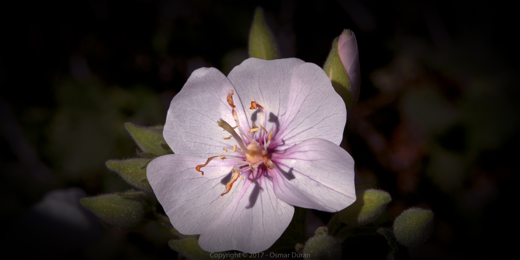 Nikon D200 sample photo. Pale pink photography