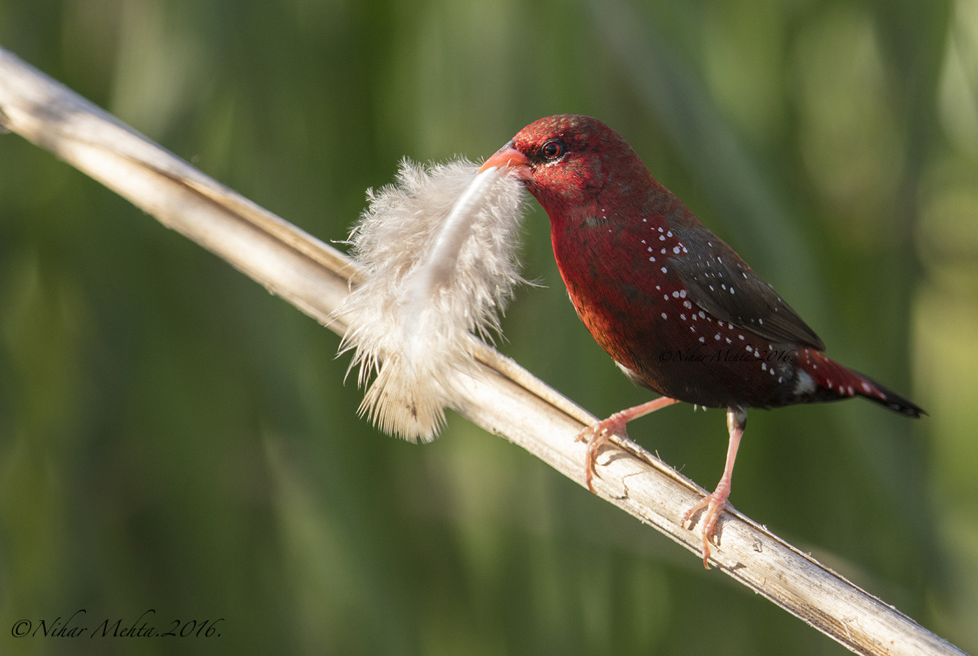 Canon EOS 5DS R sample photo. Red. photography