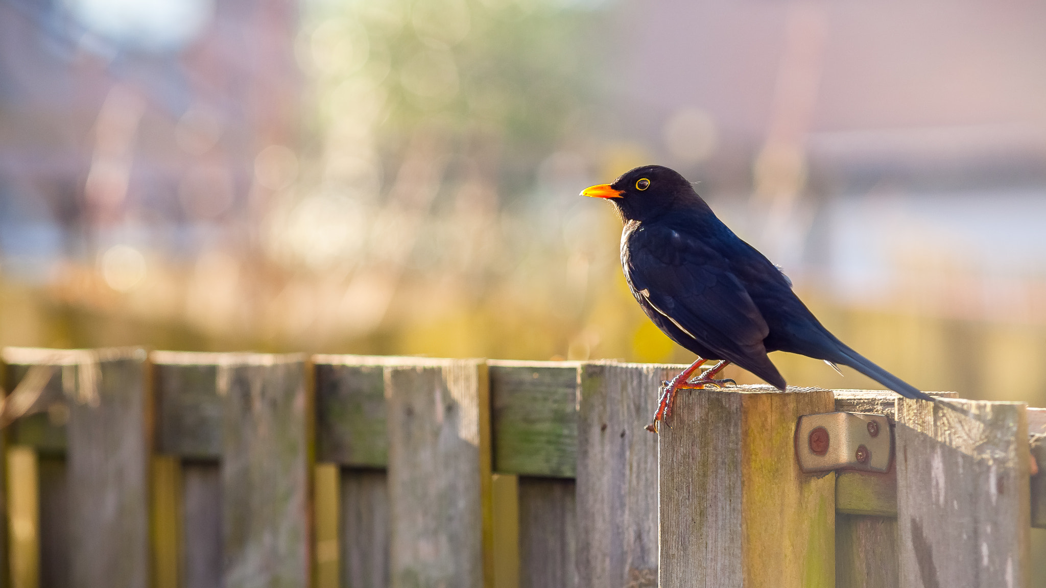 Canon EOS 5D sample photo. Blackbird. photography