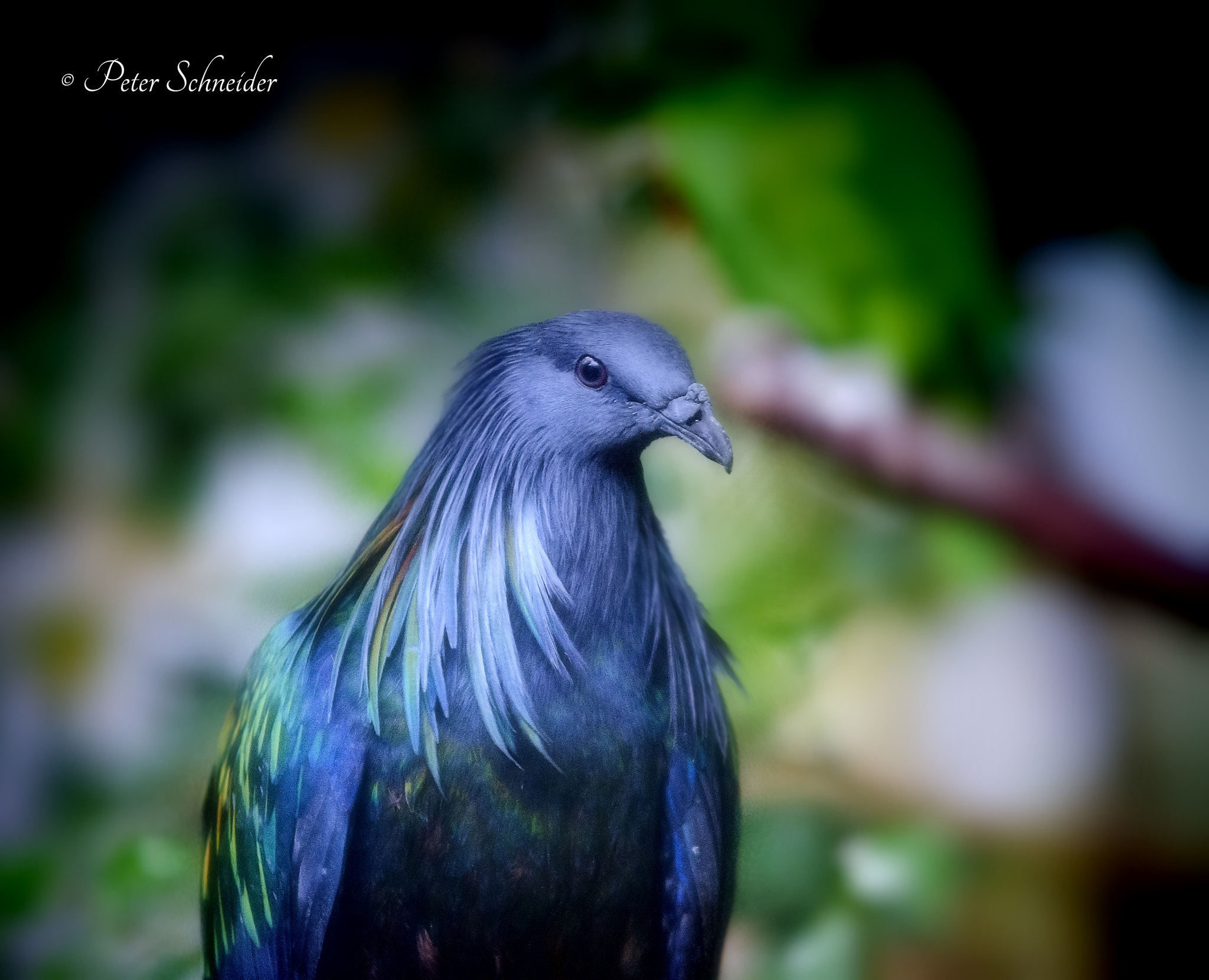 Nikon D7000 sample photo. Beauty pigeon. photography