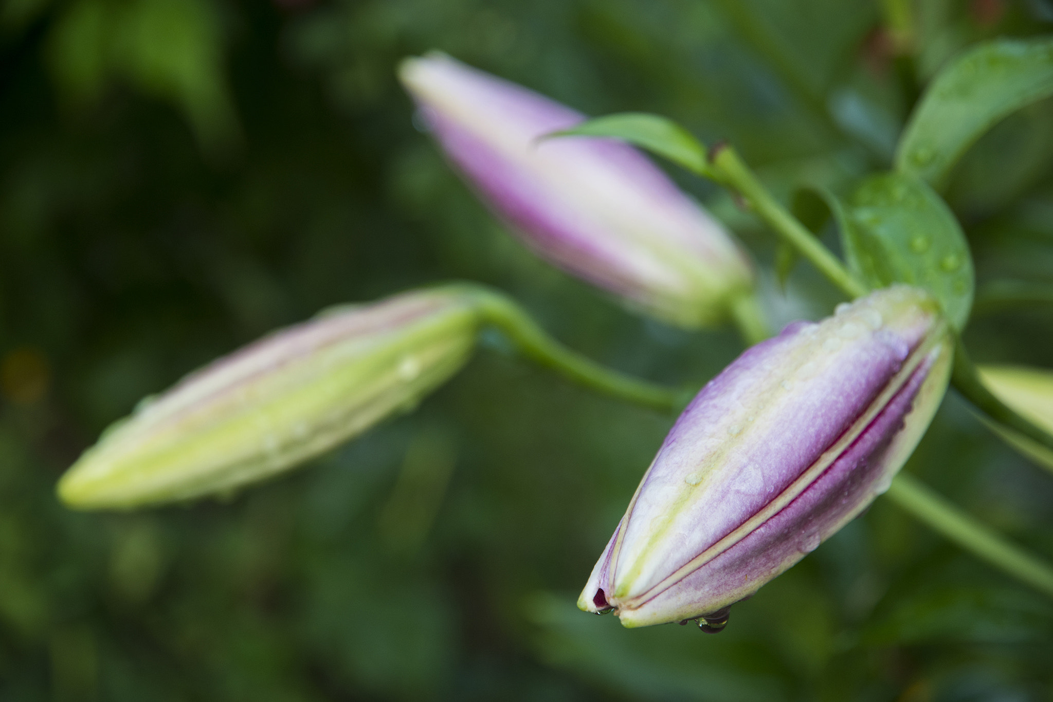 Nikon D5500 sample photo. Pink lily buds on green background photography