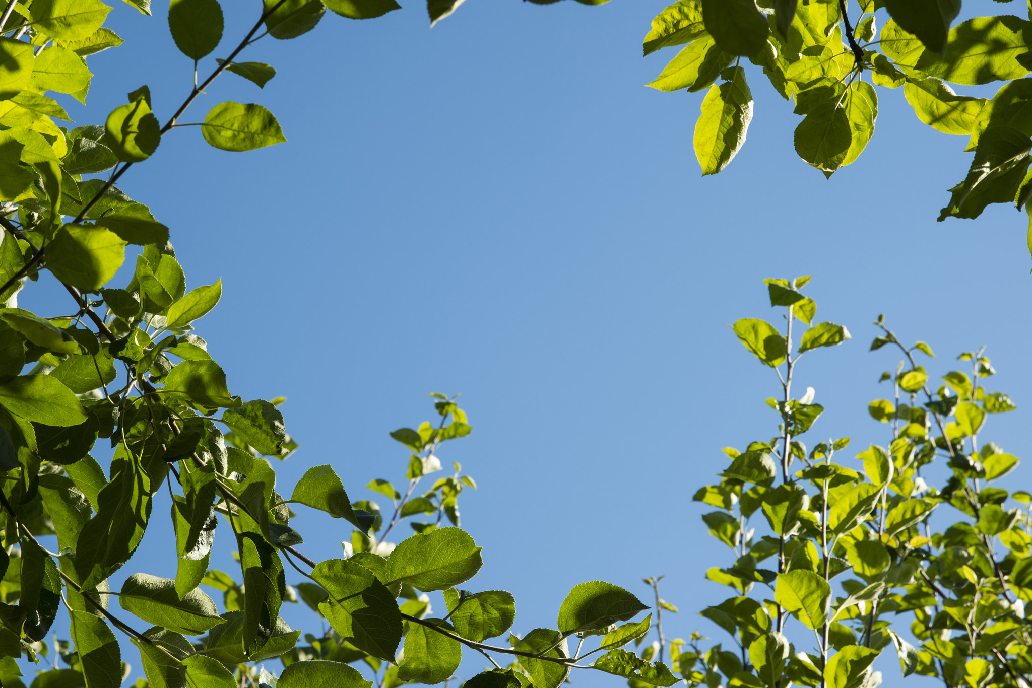 Nikon D5500 sample photo. Green leaves on blue sky background at sunny day photography