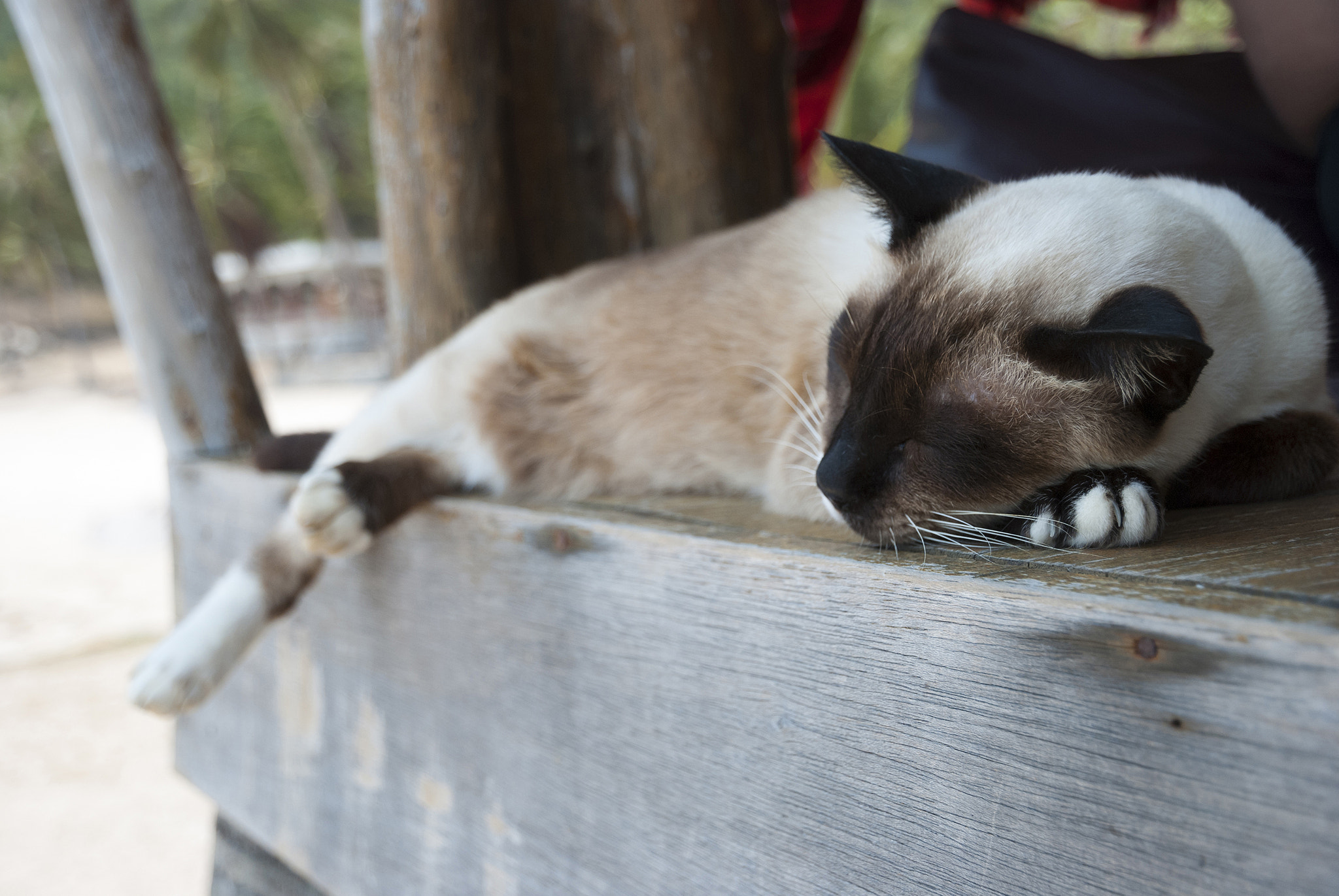 Nikon D80 sample photo. Sleeping thai cat photography