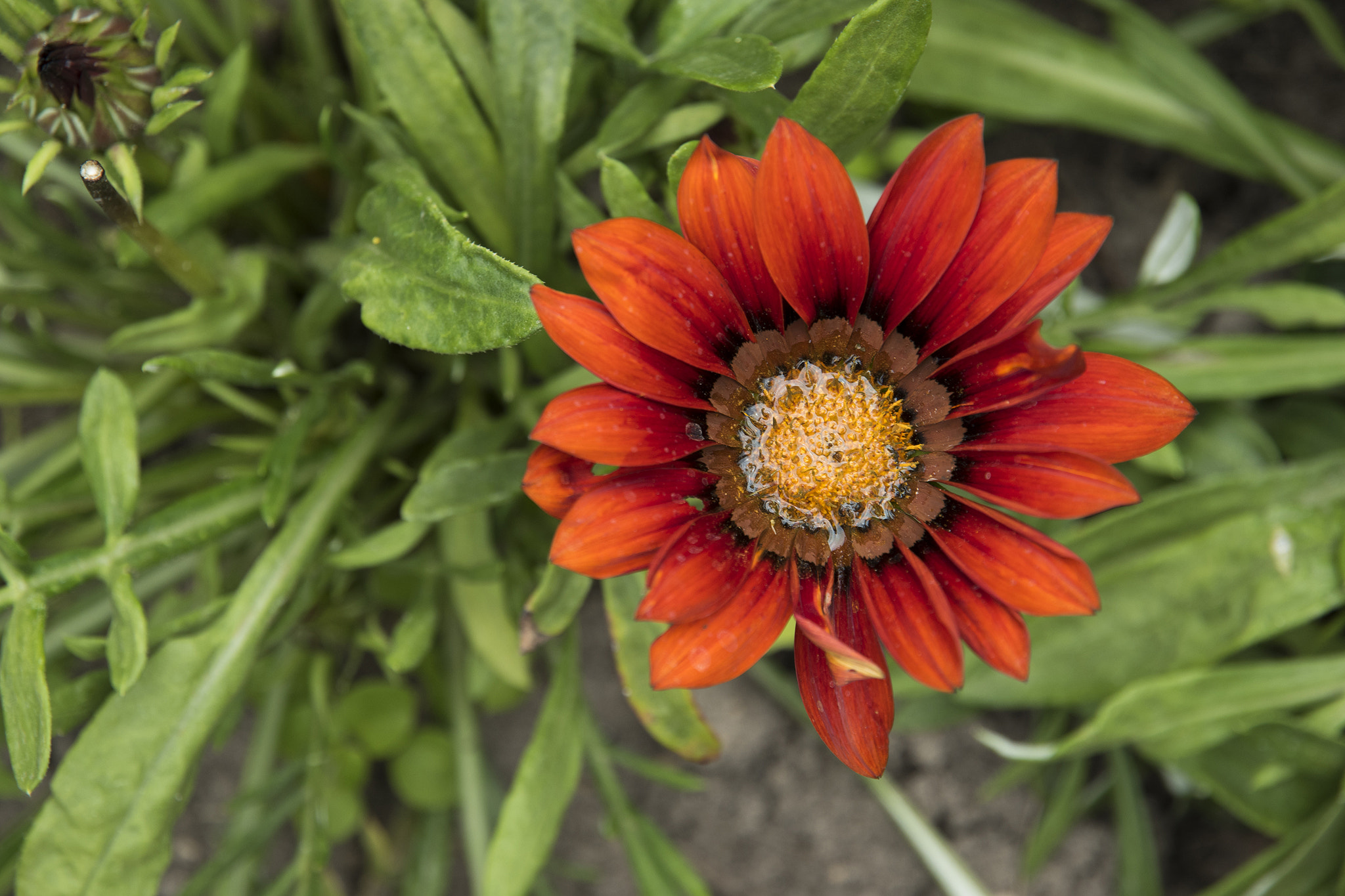 Nikon D5500 sample photo. Gazania bright orange flower photography