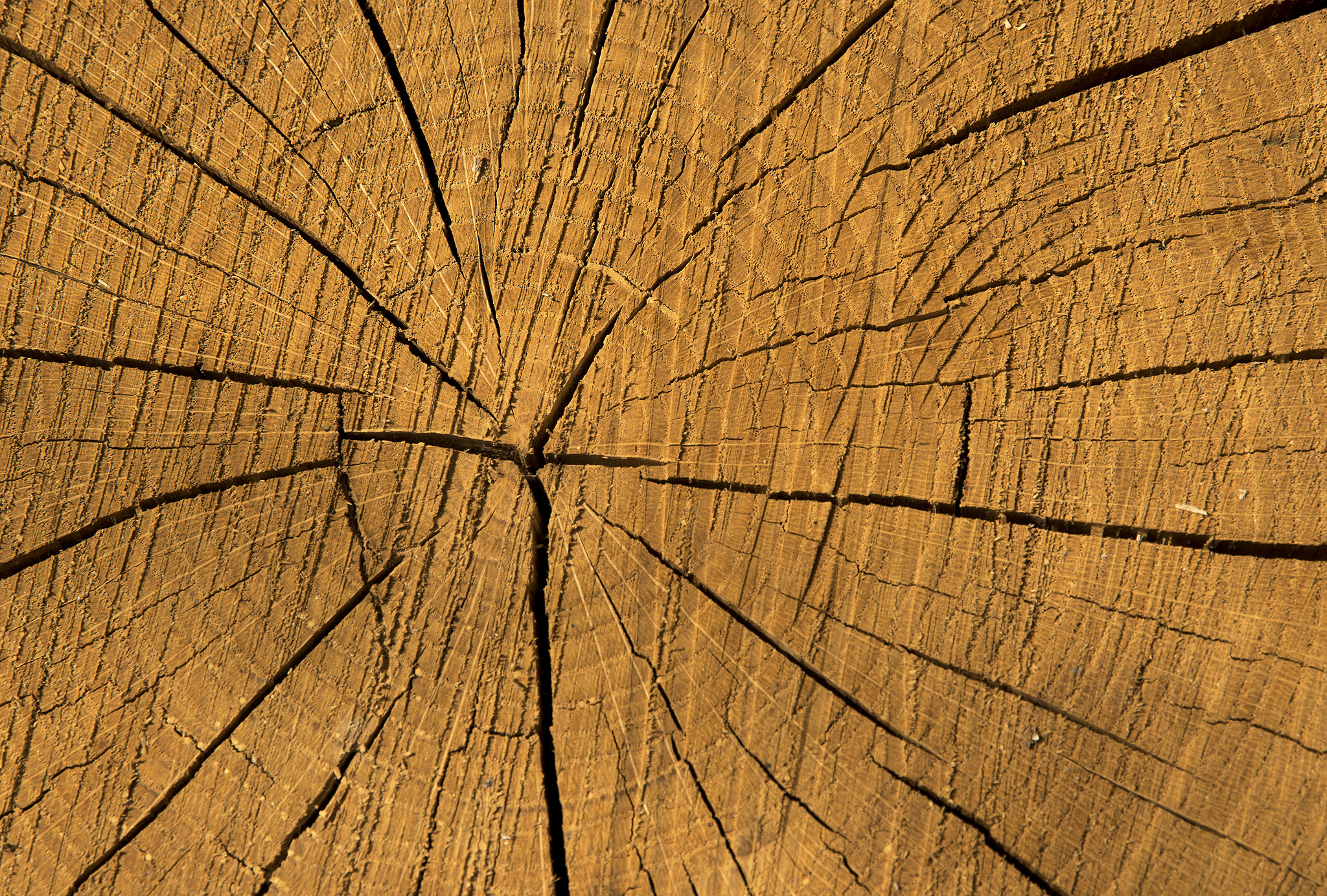 Nikon D5500 sample photo. Wood texture of cutted tree trunk photography