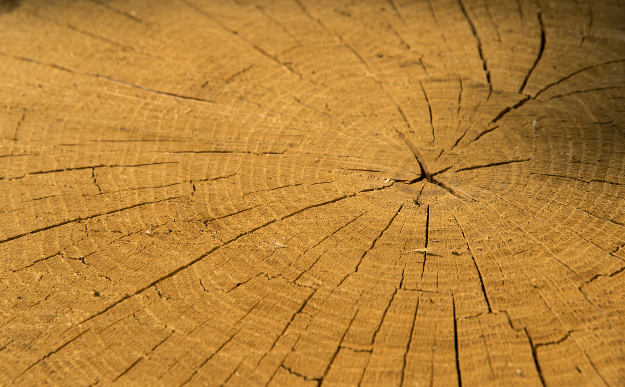 Nikon D5500 sample photo. Wood texture of cutted tree trunk photography