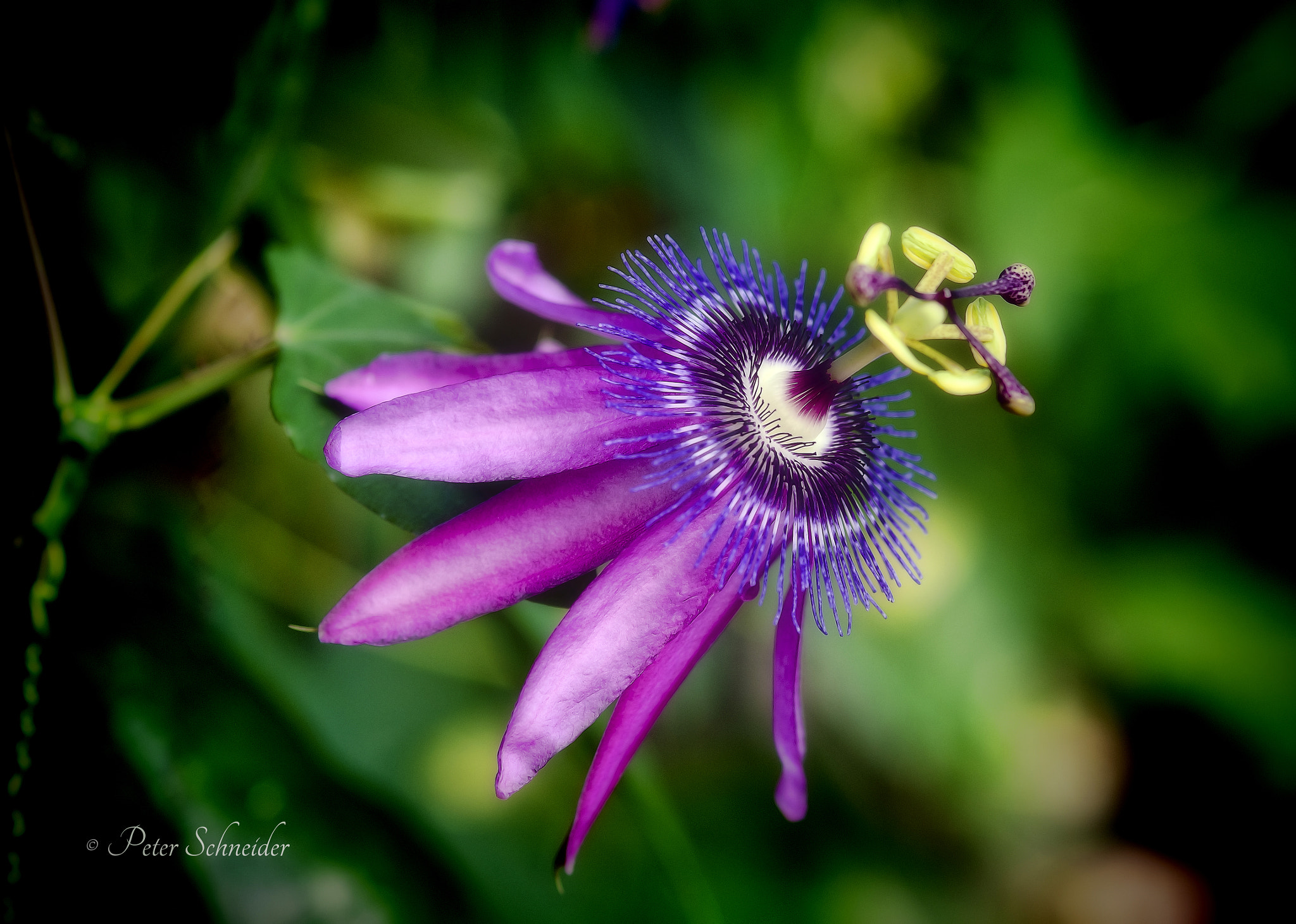 AF Micro-Nikkor 105mm f/2.8 sample photo. Hidden beauty. photography