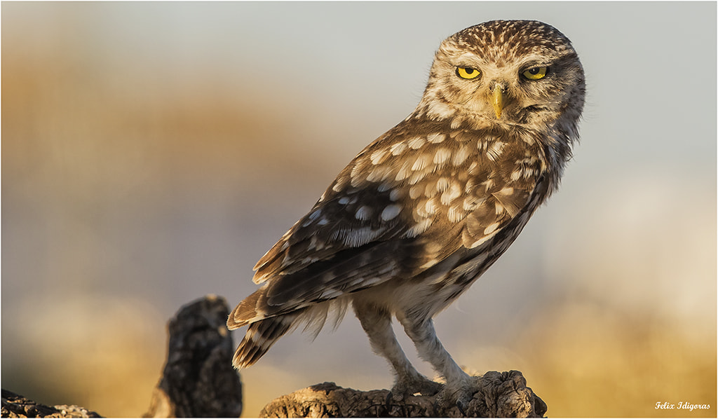 Canon EF 300mm F2.8L IS II USM sample photo. De caza photography