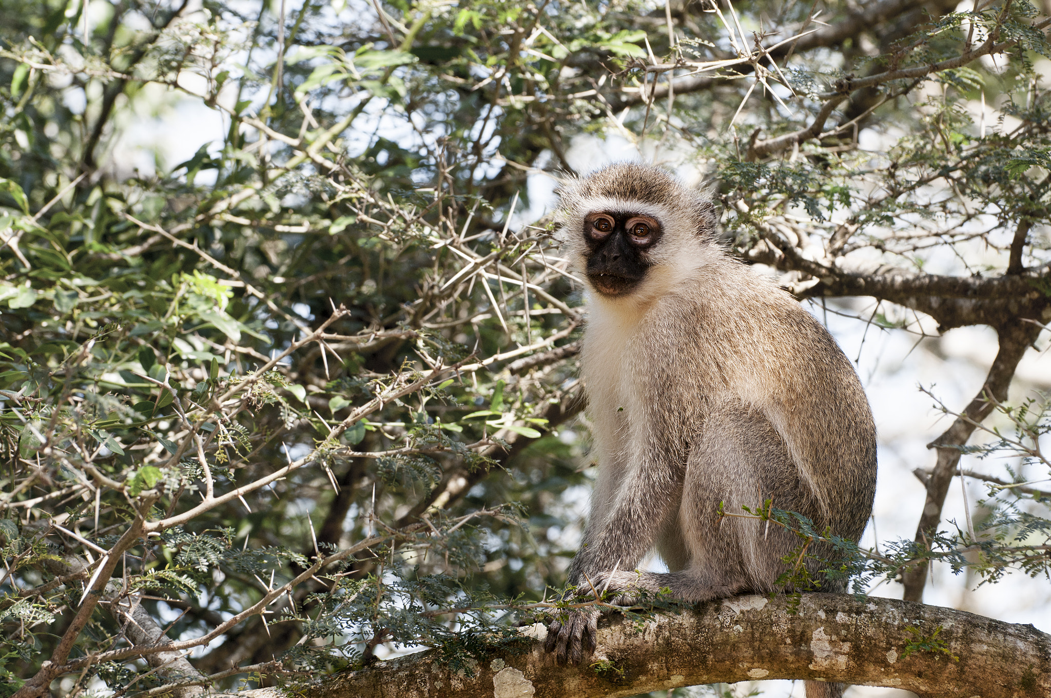 Nikon D300 sample photo. Als slim object photography