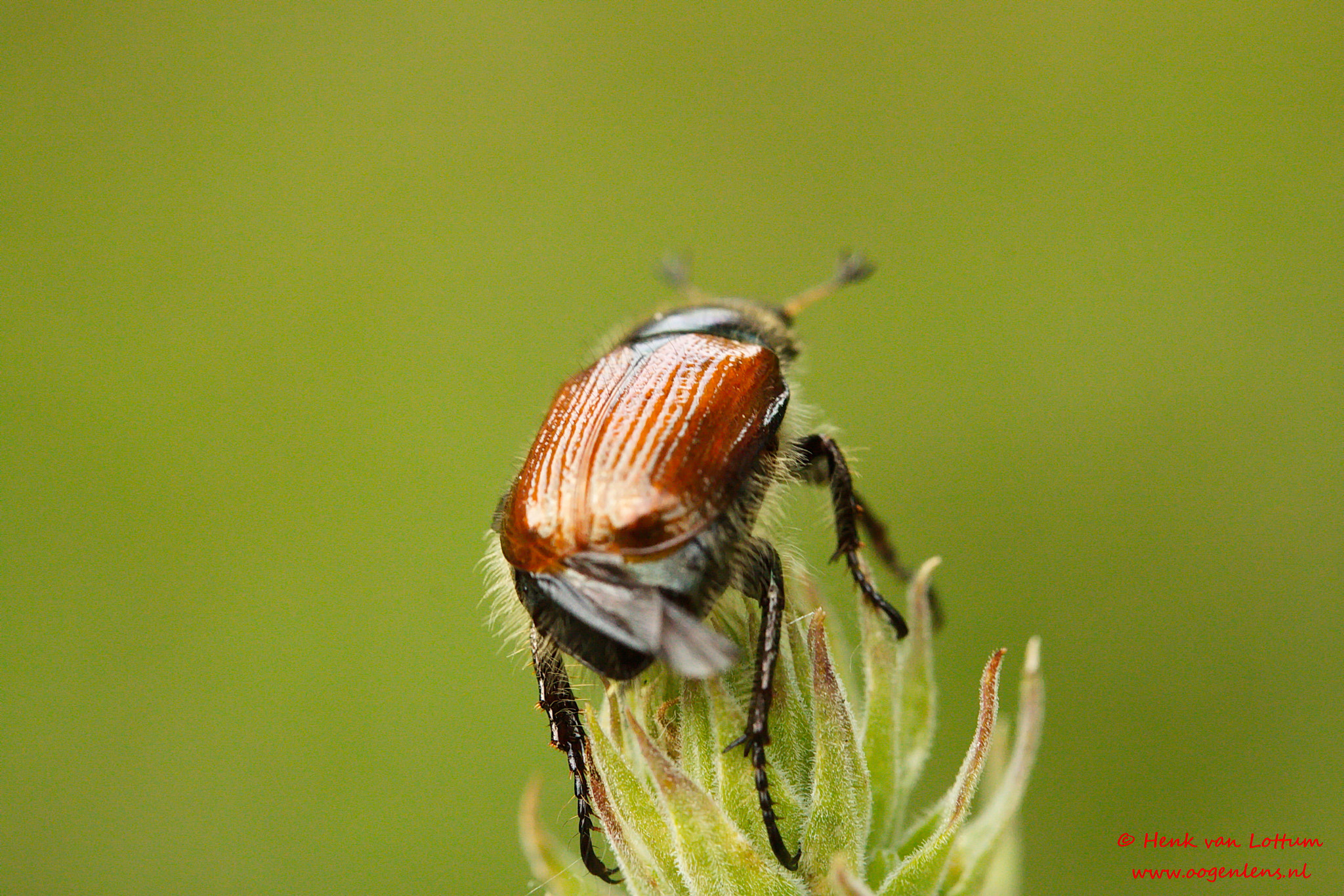 Canon EF-S 60mm F2.8 Macro USM sample photo. Garden chafer photography