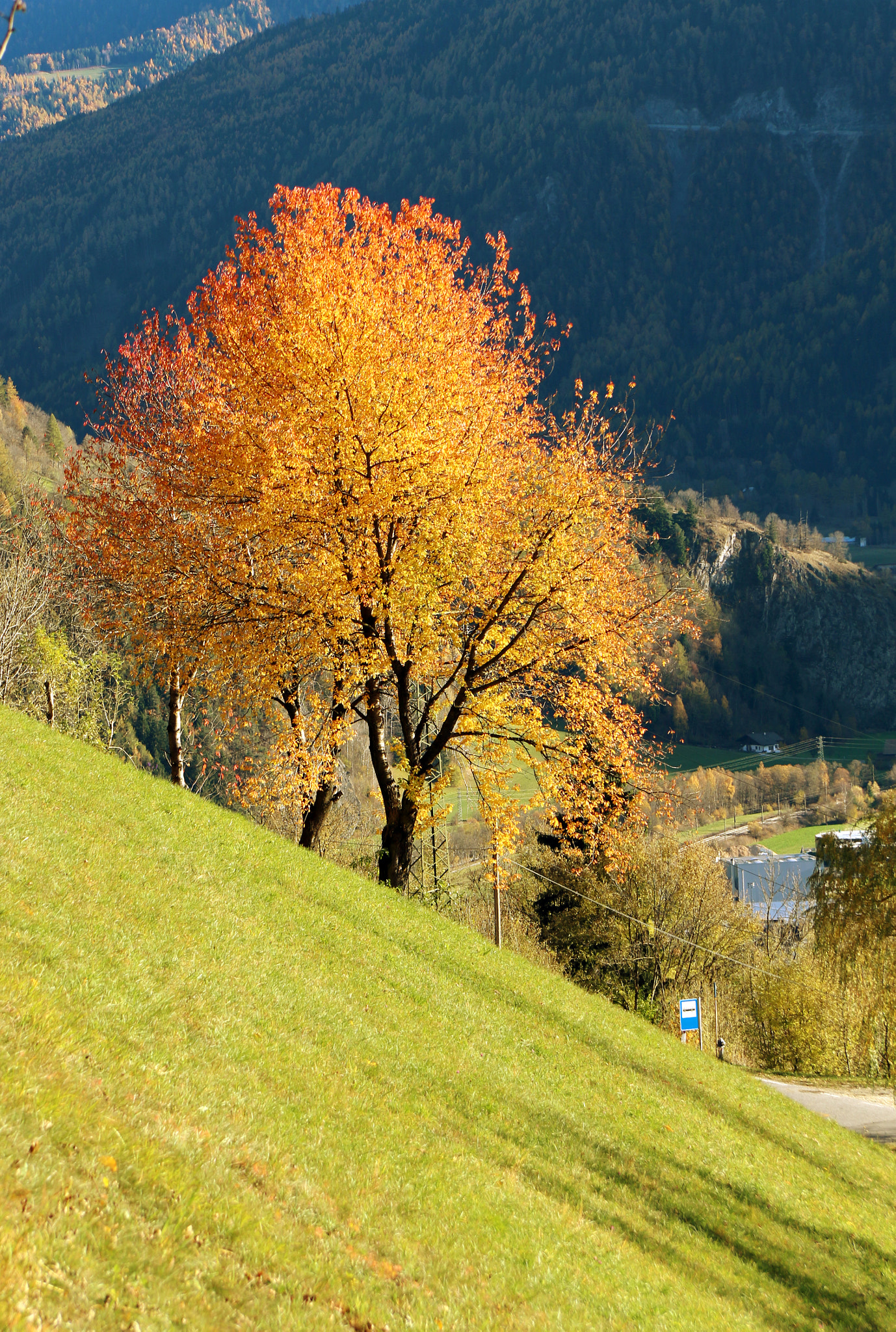 Canon EF-S 17-85mm F4-5.6 IS USM sample photo. La montagna...di foglie.. photography