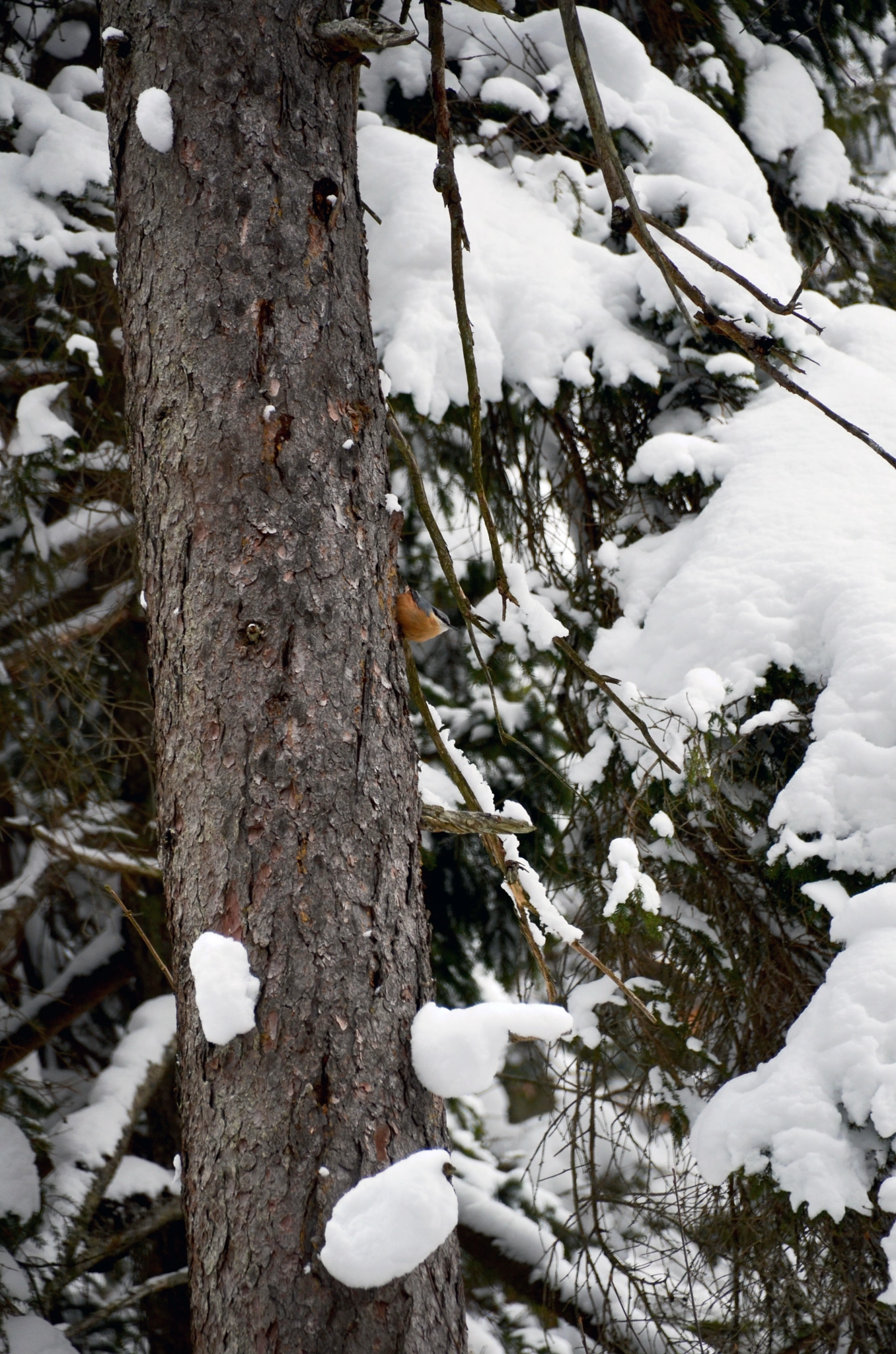 Sigma 18-250mm F3.5-6.3 DC Macro OS HSM sample photo. Kleiber/nuthatch photography