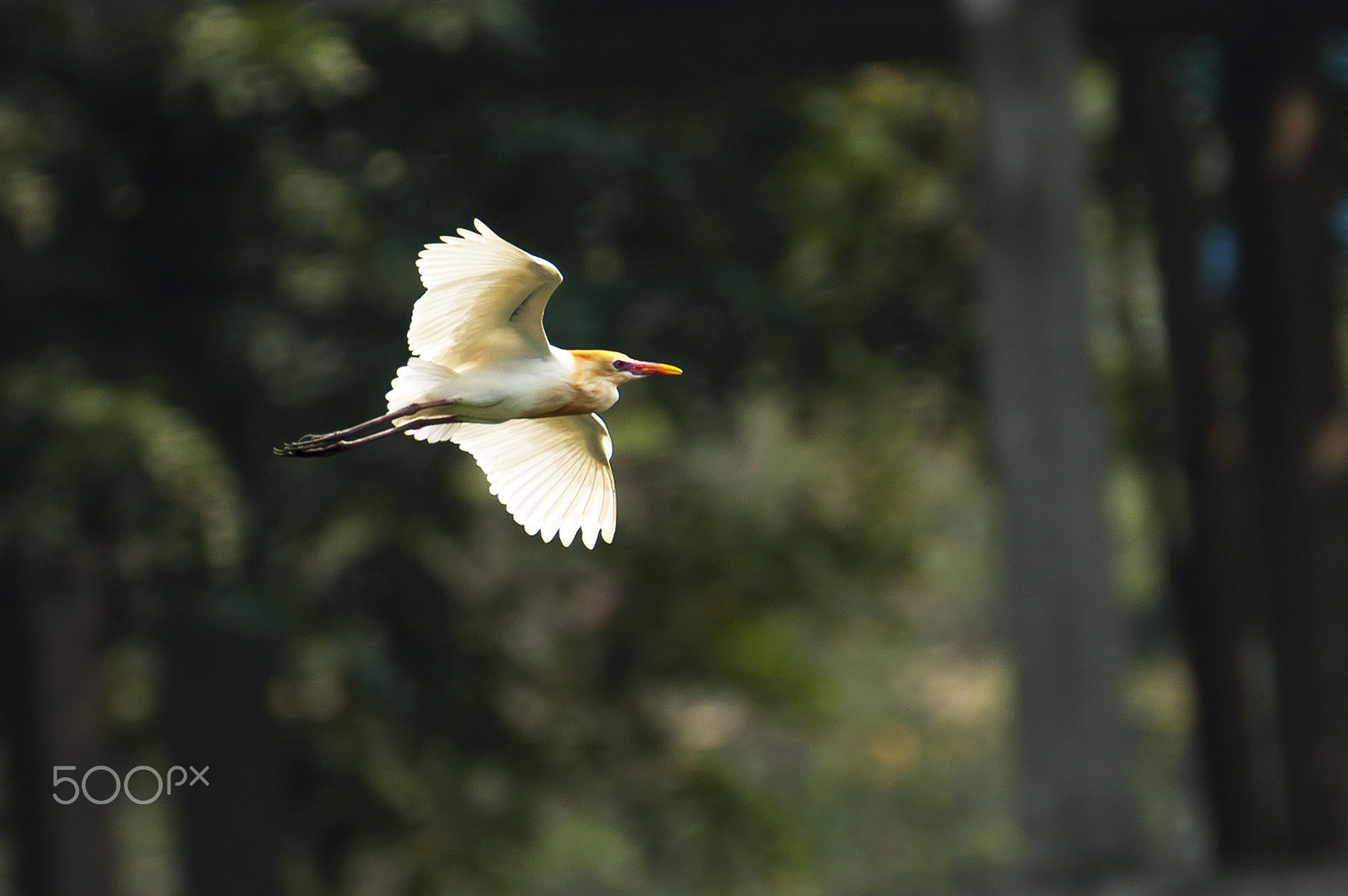 Nikon D90 + Tamron SP 150-600mm F5-6.3 Di VC USD sample photo. Flying alone photography