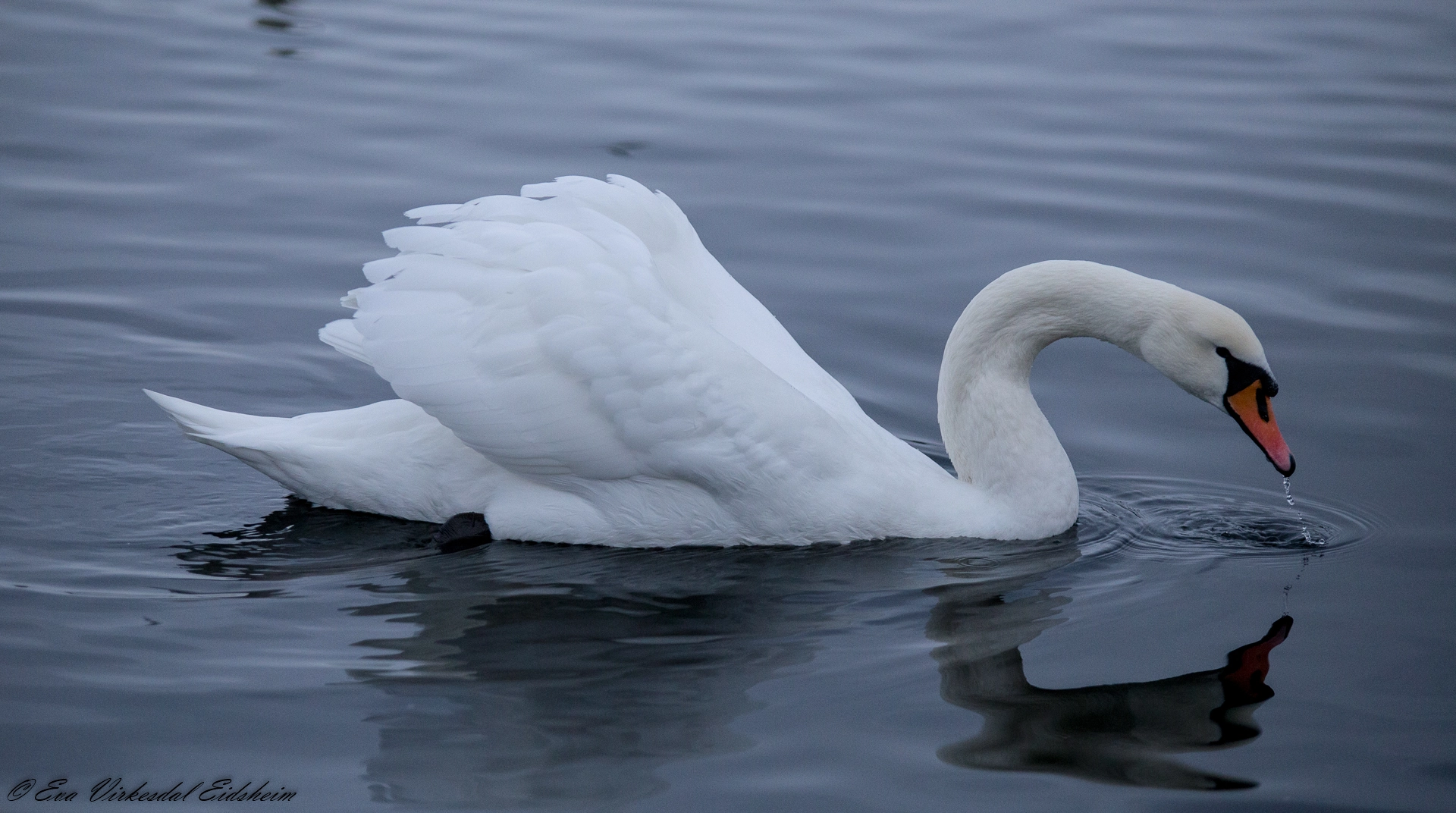 Canon EOS 6D + Tamron SP AF 70-200mm F2.8 Di LD (IF) MACRO sample photo. Swan .... norway photography