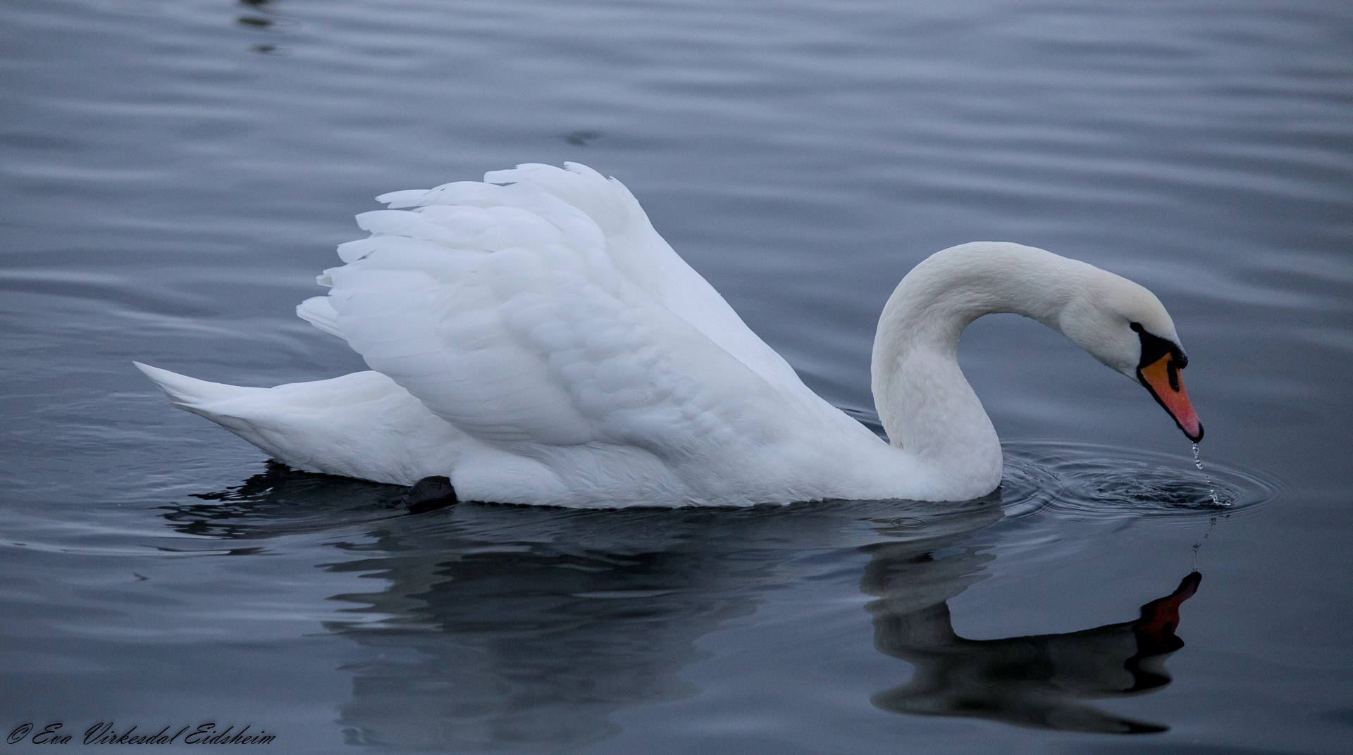 Tamron SP AF 70-200mm F2.8 Di LD (IF) MACRO sample photo. Swan .... norway photography