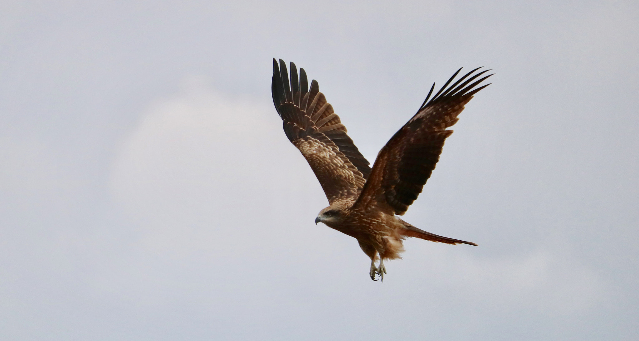 Canon EOS 750D (EOS Rebel T6i / EOS Kiss X8i) + Canon EF-S 55-250mm F4-5.6 IS STM sample photo. Kite photography