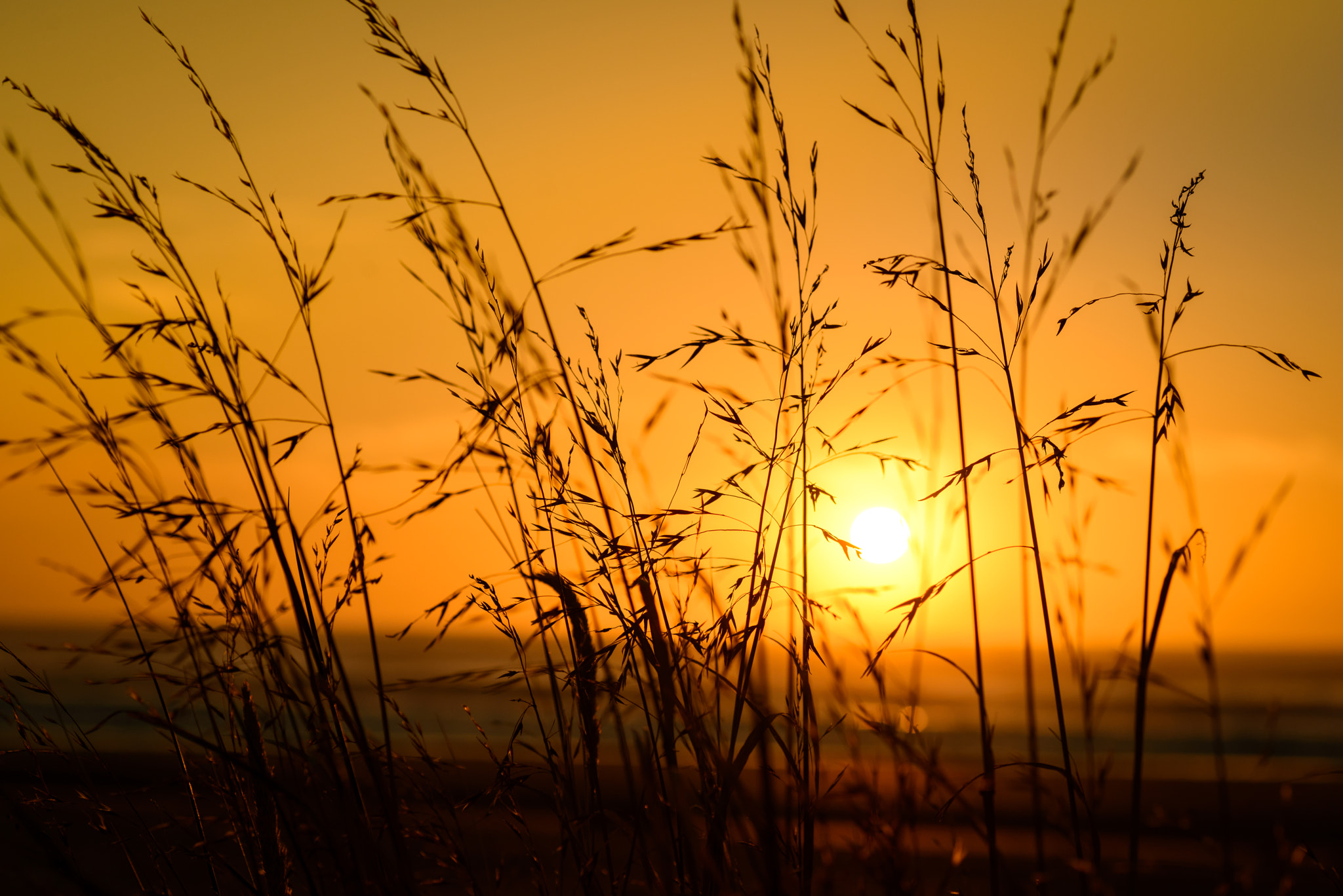 Nikon D800 sample photo. Summer grasses photography