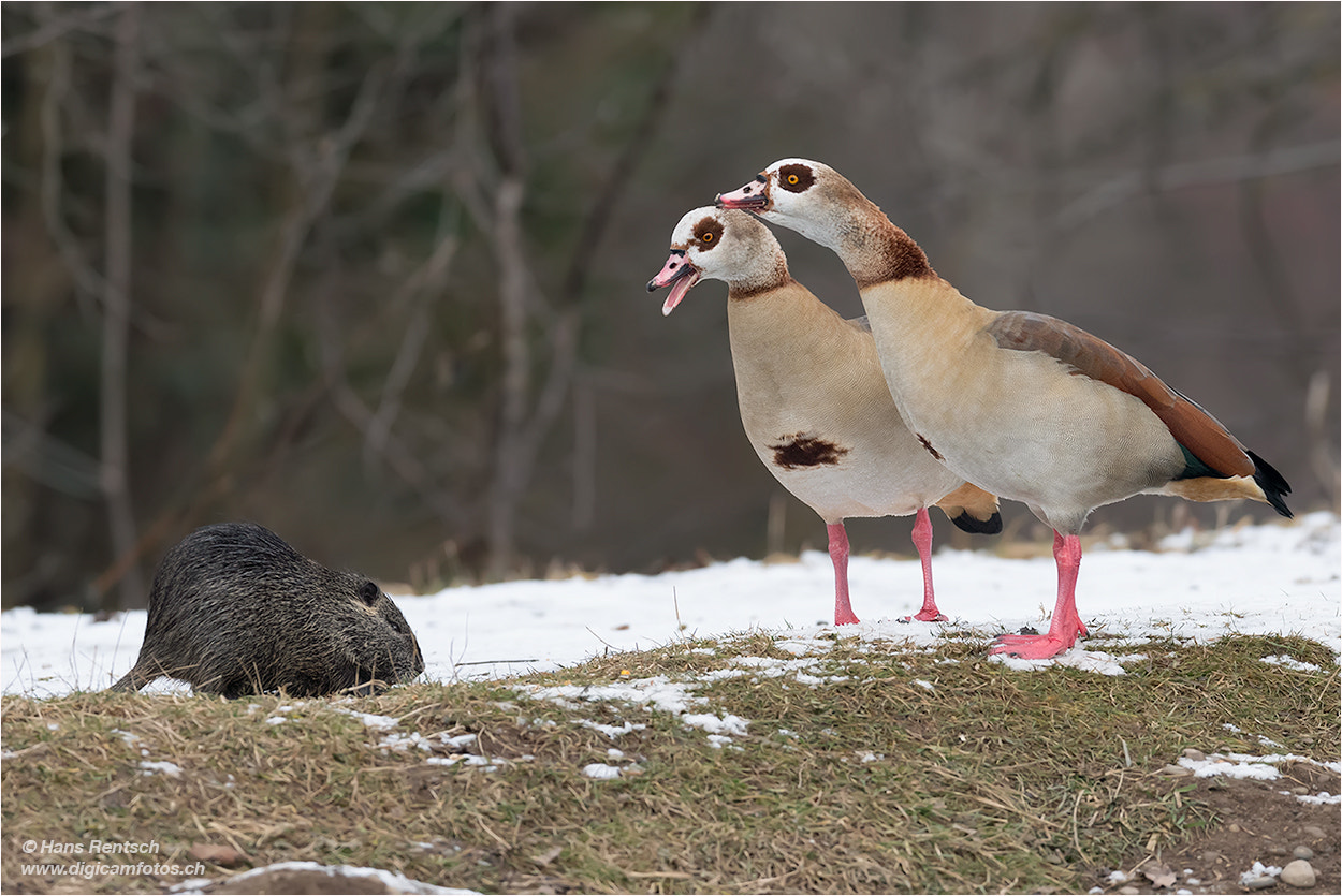 Nikon D5 + Nikon AF-S Nikkor 600mm F4E FL ED VR sample photo. Das nutria lässt sich nicht stören... photography