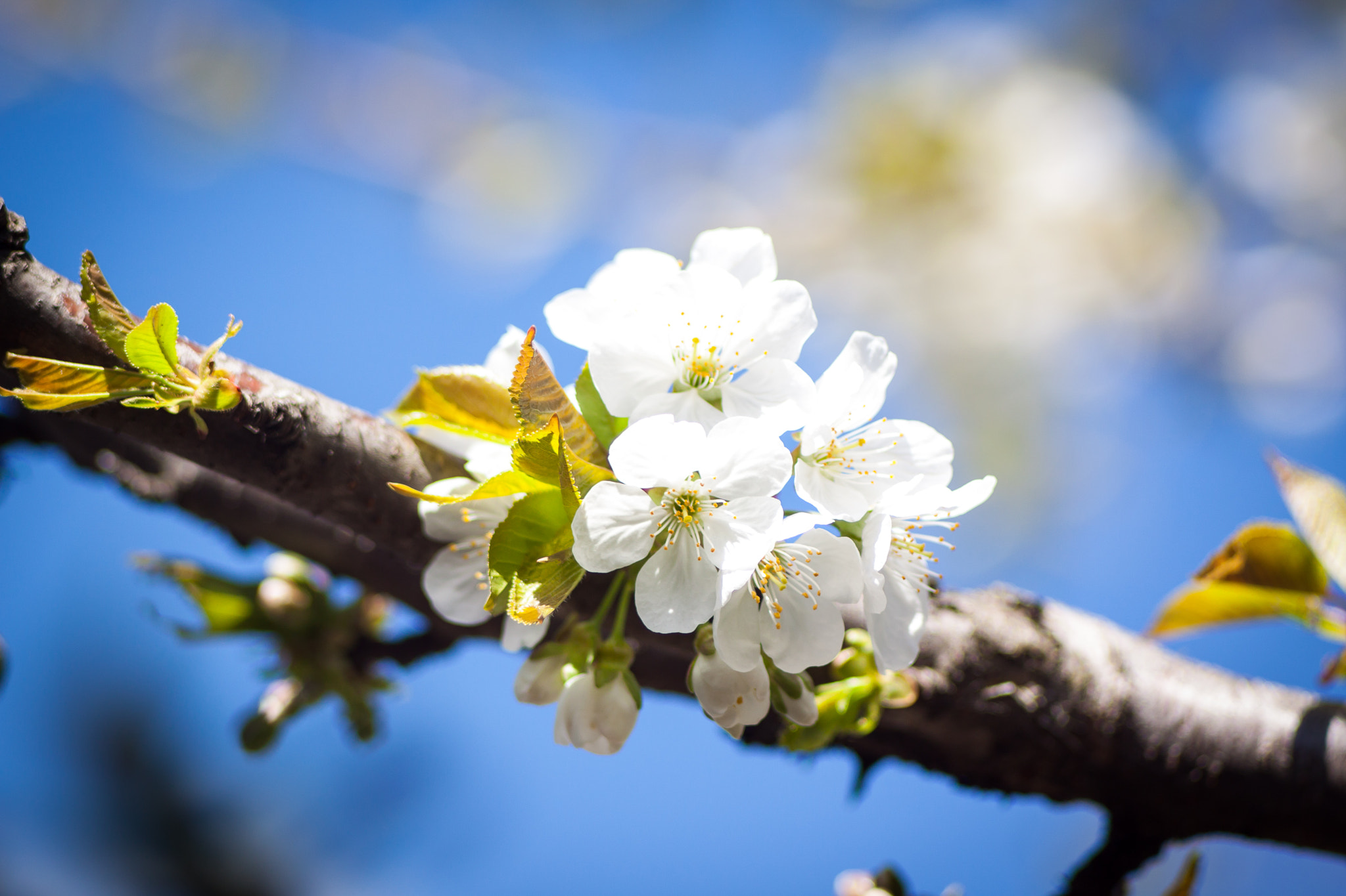 Canon EF 35-80mm f/4-5.6 sample photo. Spring blossom photography