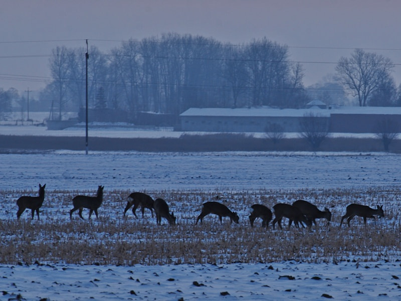 Nikon D60 sample photo. Sarny photography