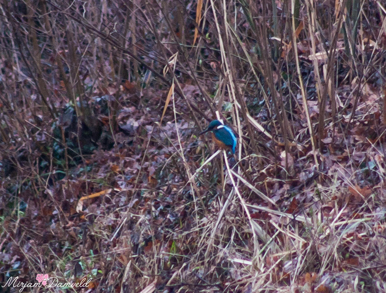Canon EF 75-300mm f/4-5.6 USM sample photo. My first kingfisher of 2017 photography