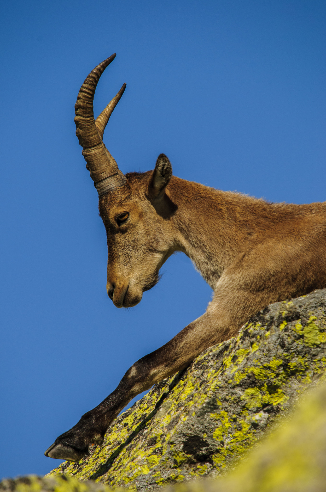 Sigma 50-500mm F4-6.3 EX APO RF HSM sample photo. Young mountain goat photography