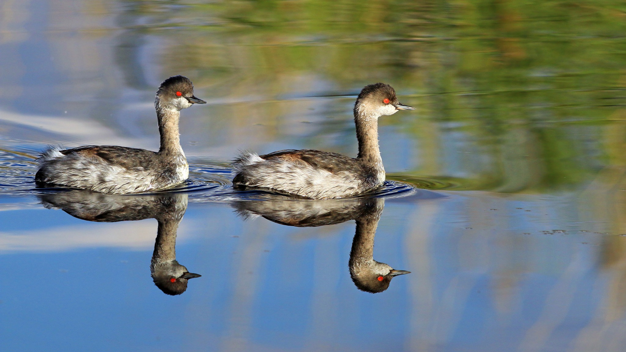 Canon EF 400mm F5.6L USM sample photo. Black-necked grebe.  photography