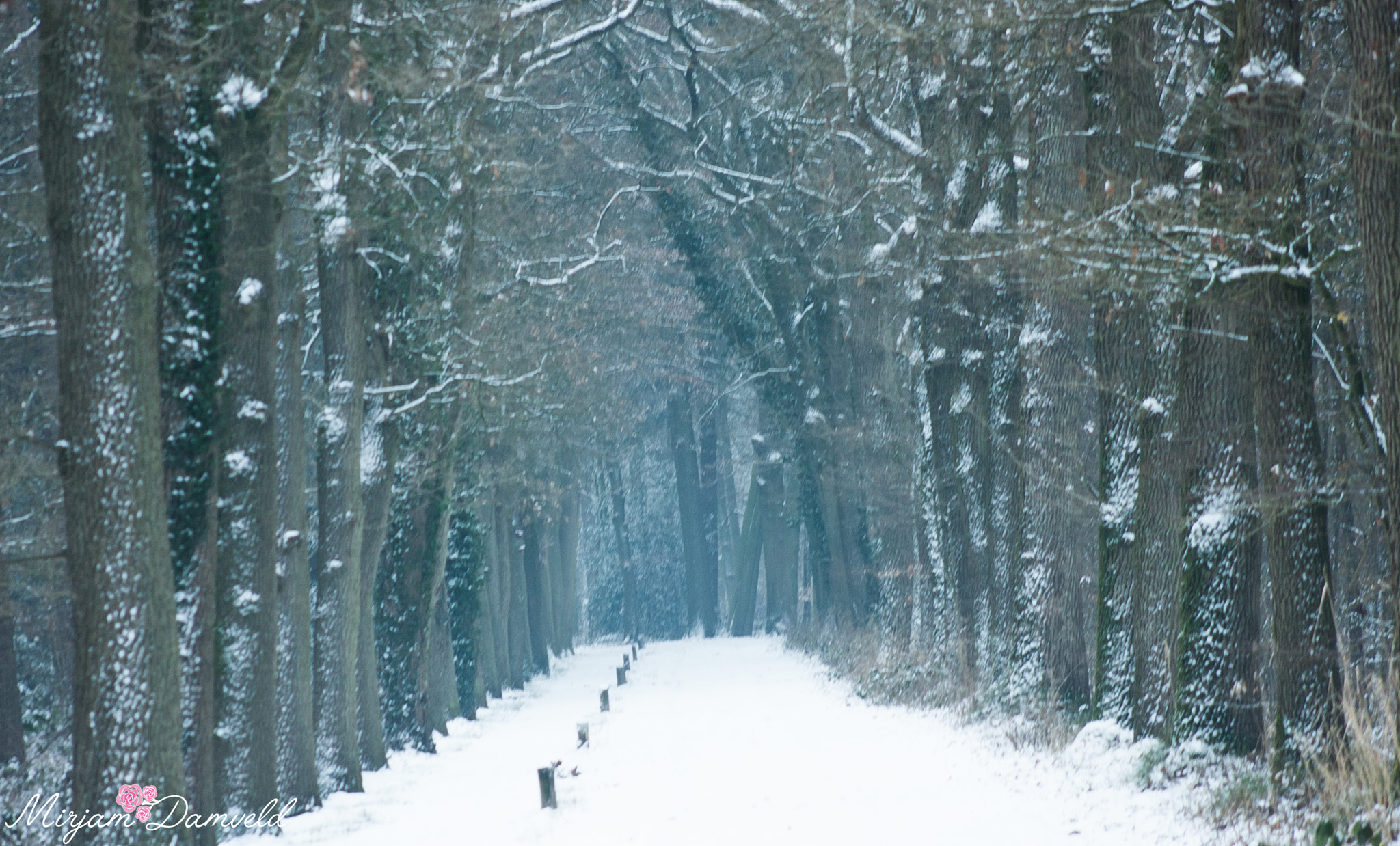 Canon EF 75-300mm f/4-5.6 USM sample photo. I love wintertime photography