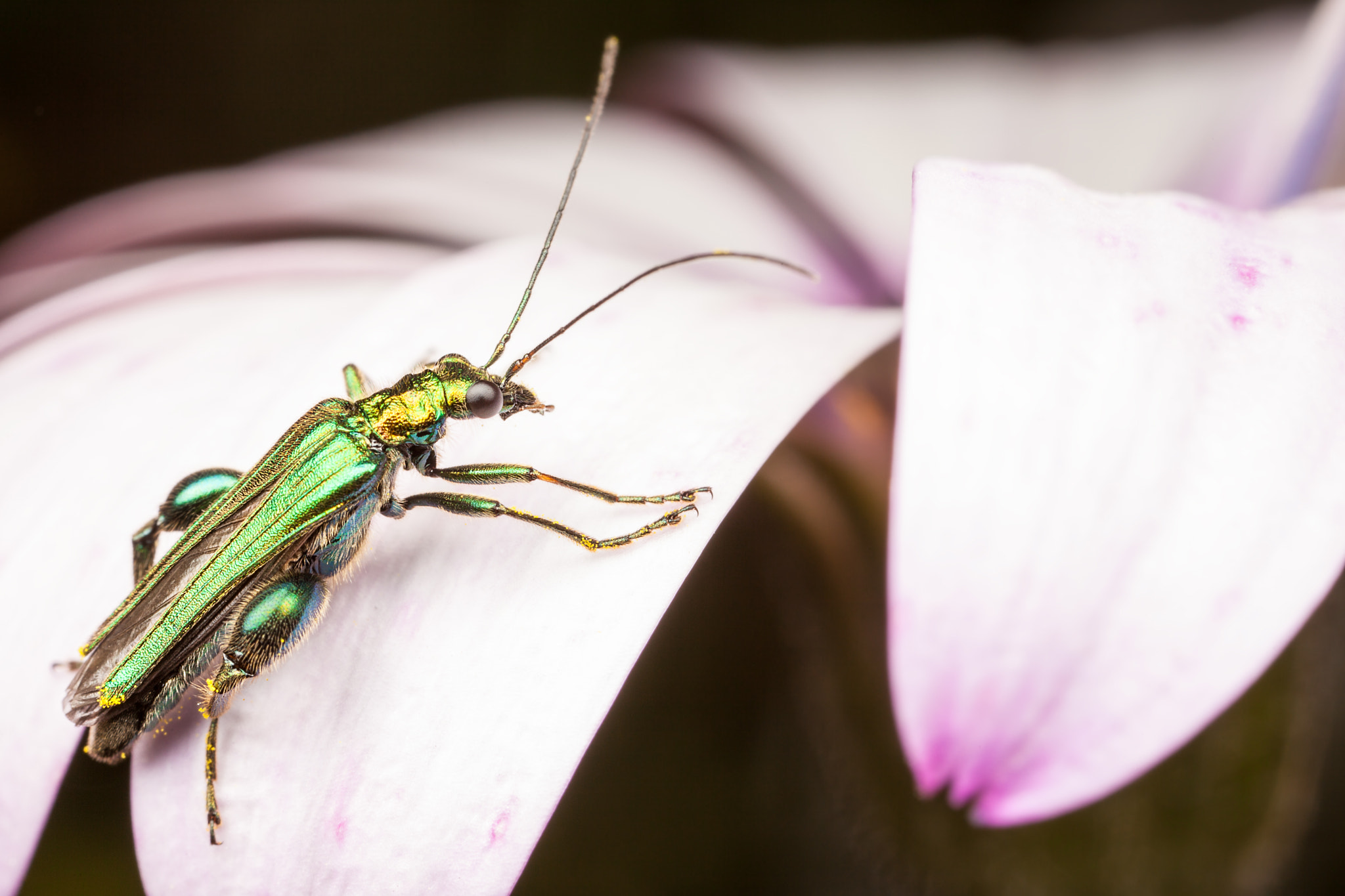 Canon MP-E 65mm F2.5 1-5x Macro Photo sample photo. Thick legged flower beetle photography