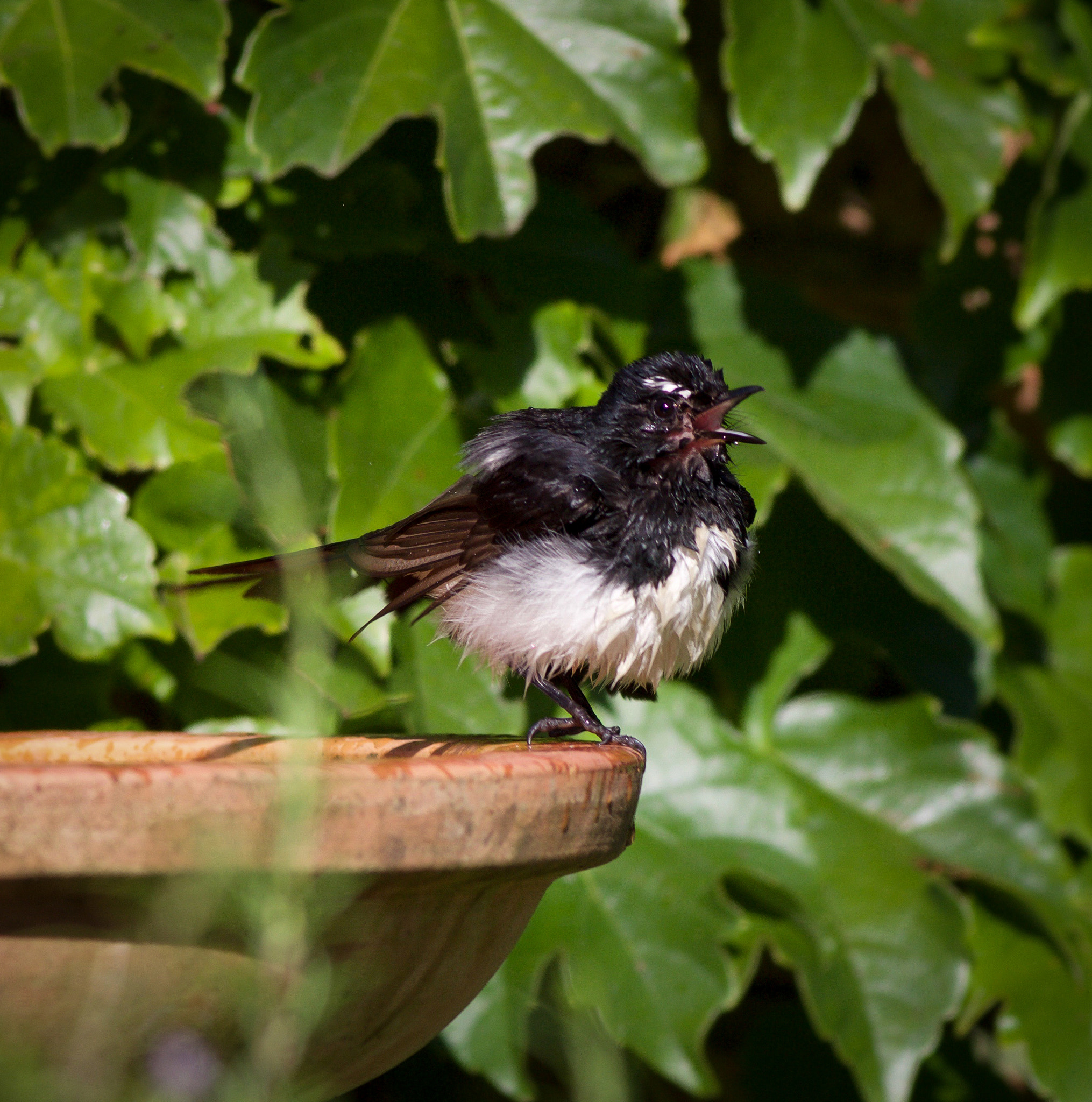 Canon EOS 700D (EOS Rebel T5i / EOS Kiss X7i) + Canon EF 400mm F5.6L USM sample photo. Willie wagtail having a bath photography