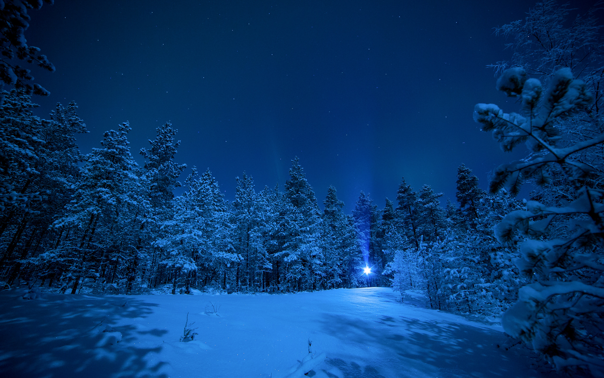 Nikon D3 sample photo. Light in the forest photography