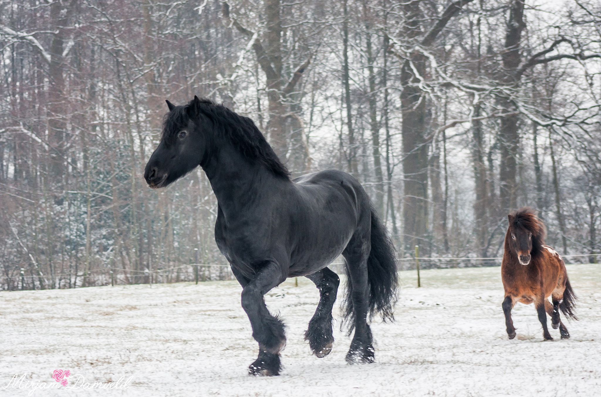 Canon EF 75-300mm f/4-5.6 USM sample photo. For ever friends photography