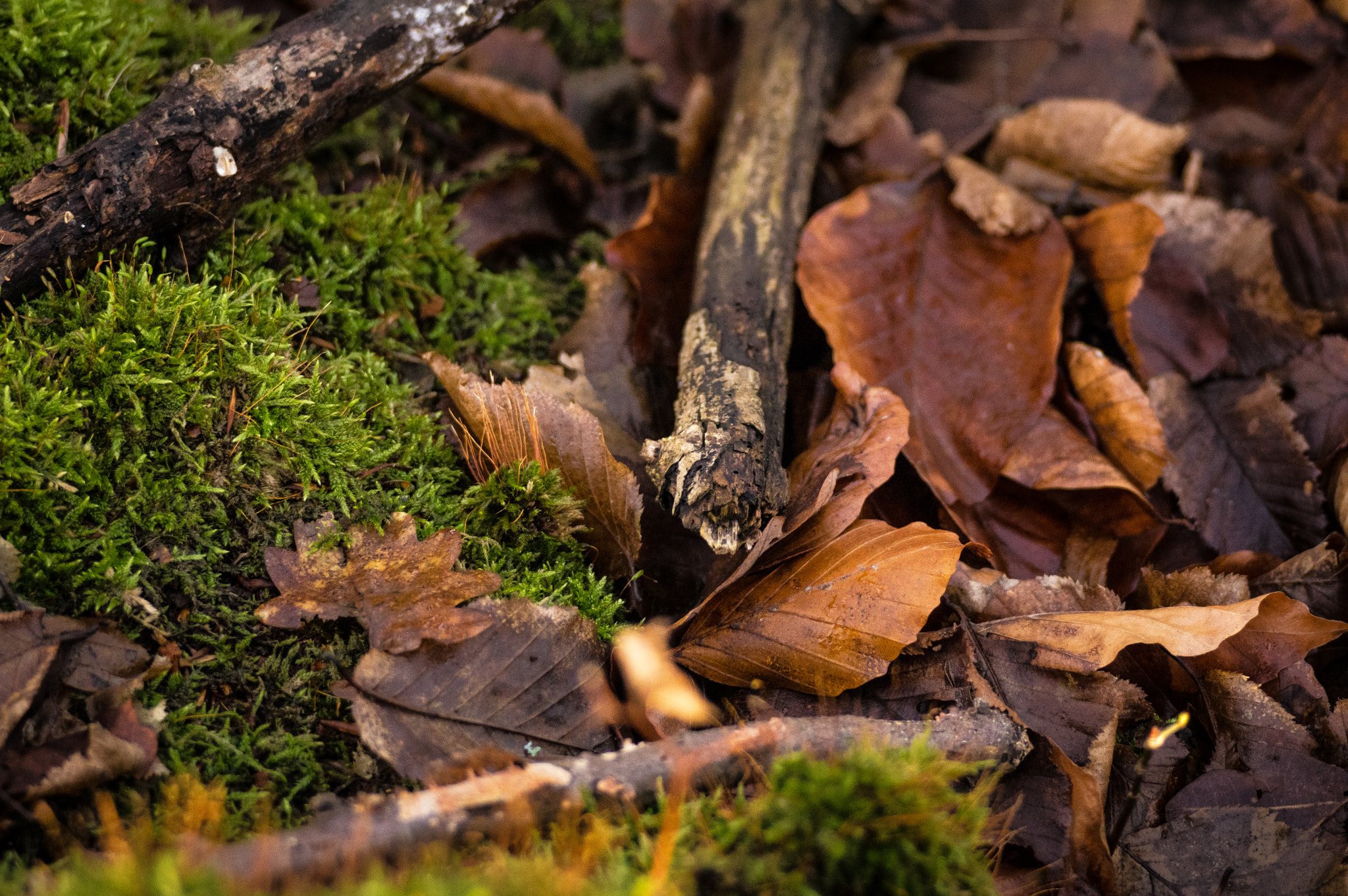 Sigma 70-300mm F4-5.6 DG OS sample photo. Leaves in autumn photography