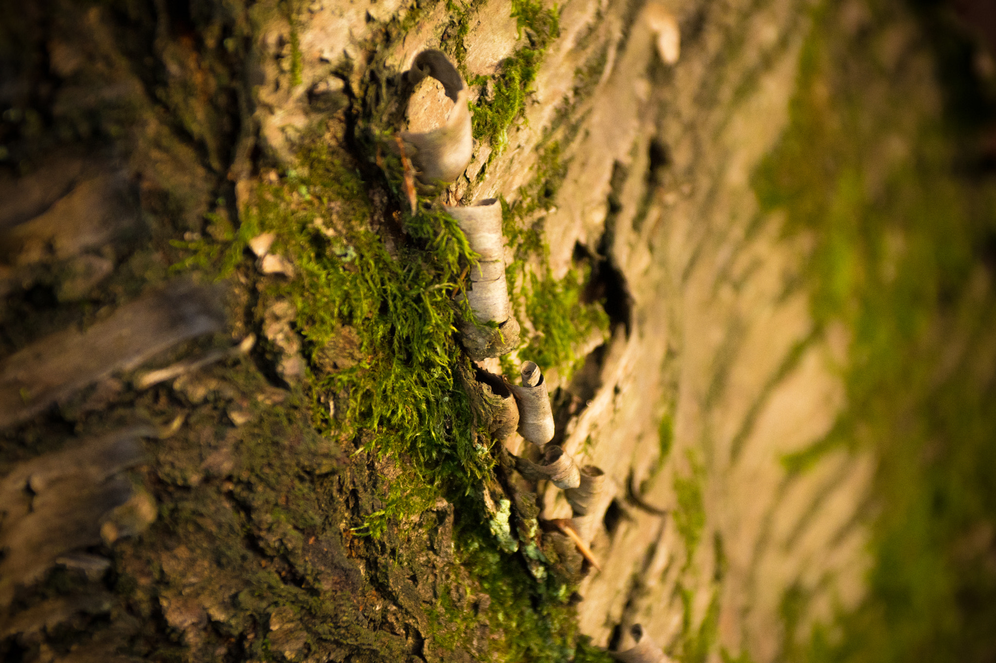 Pentax K-3 sample photo. Bark photography