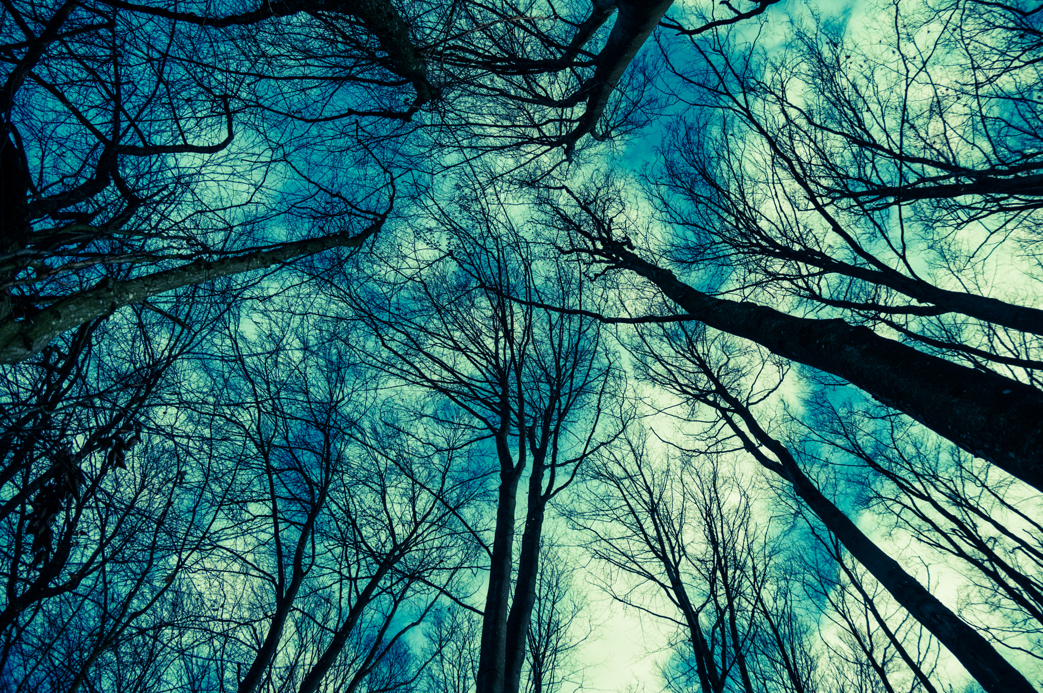 Pentax smc DA 17-70mm F4.0 AL (IF) SDM sample photo. Trees at heaven photography