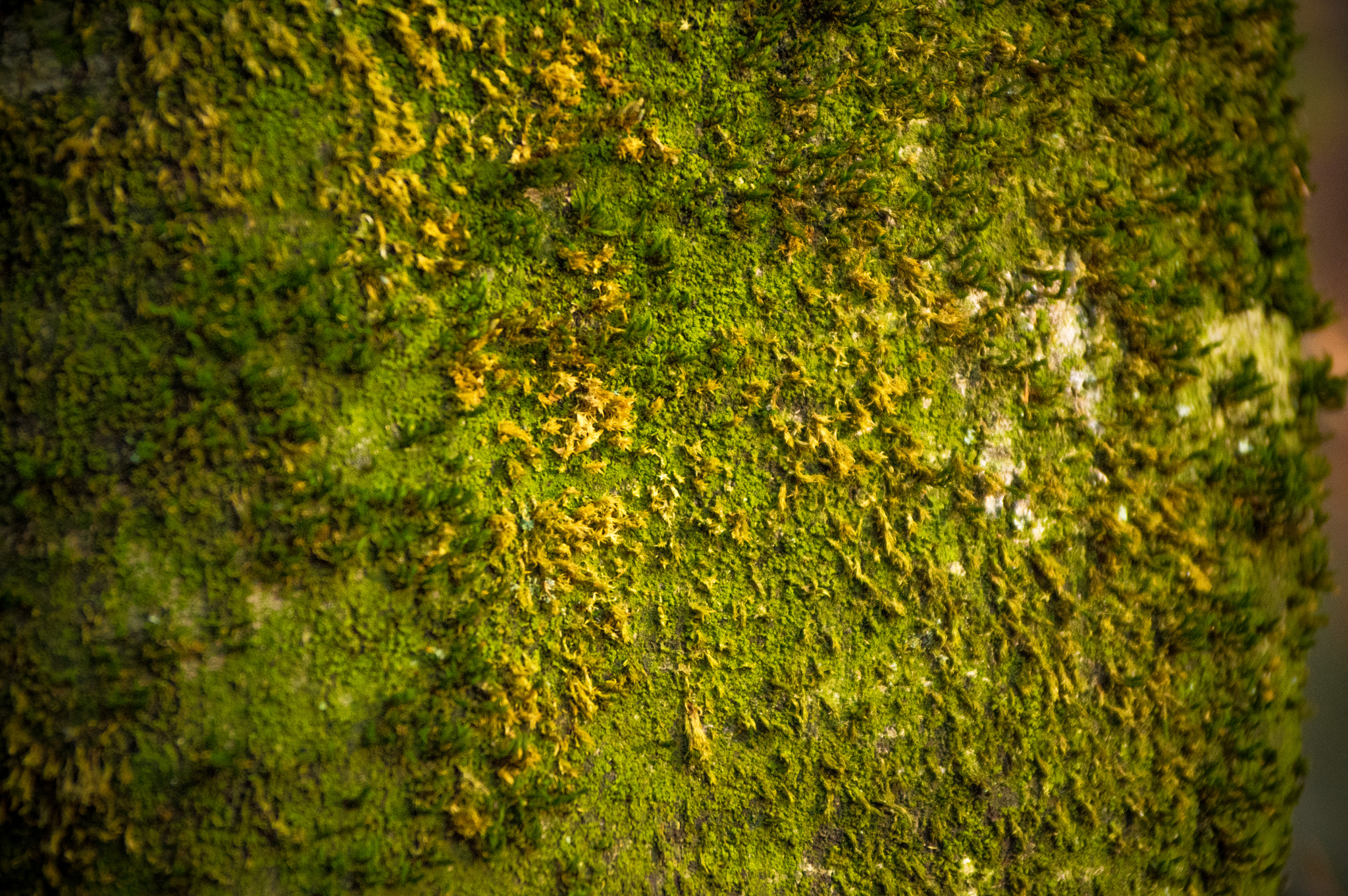 Pentax K-3 sample photo. Moss photography