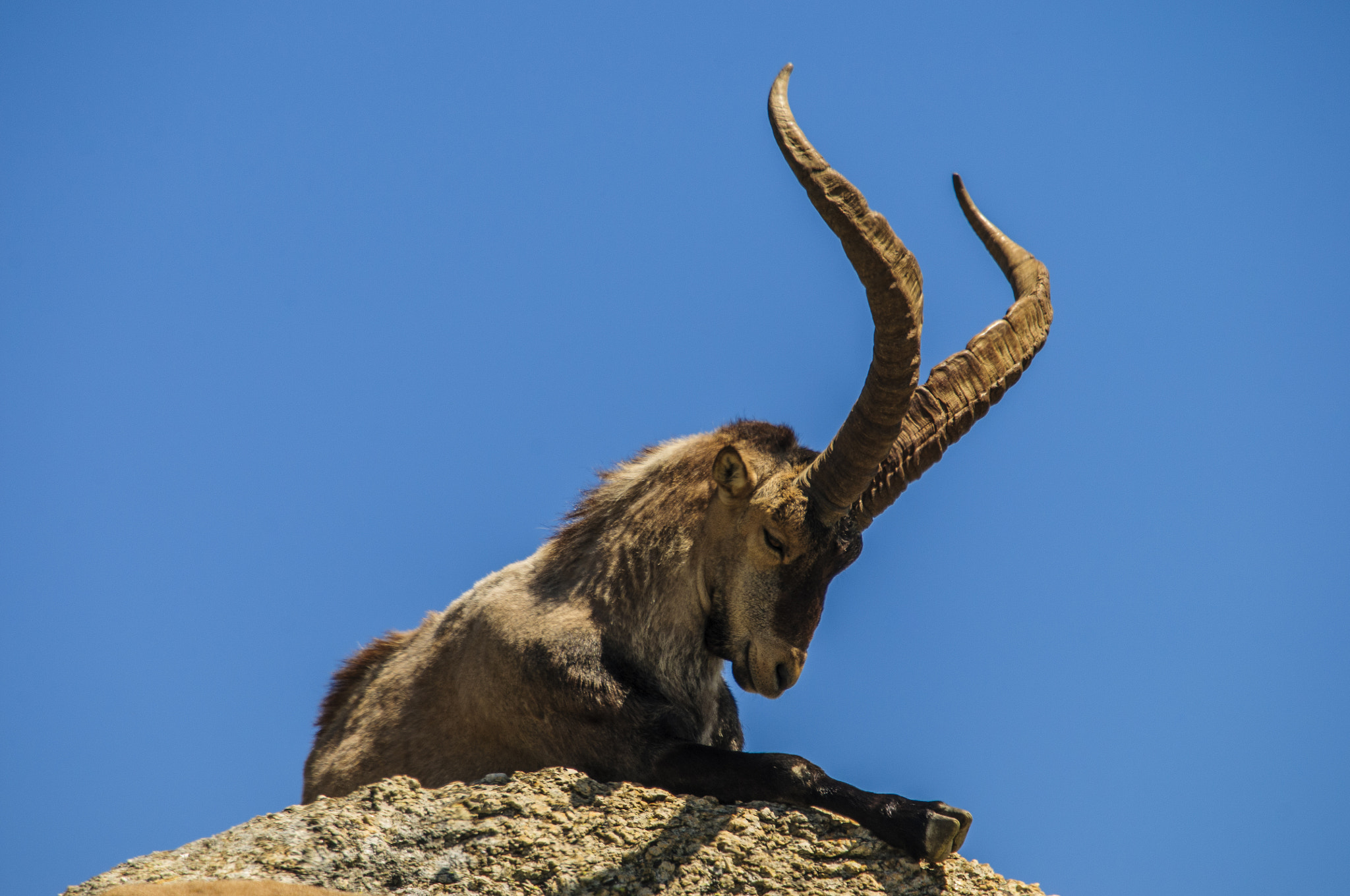 Nikon D300 sample photo. Big male of mountain goat photography