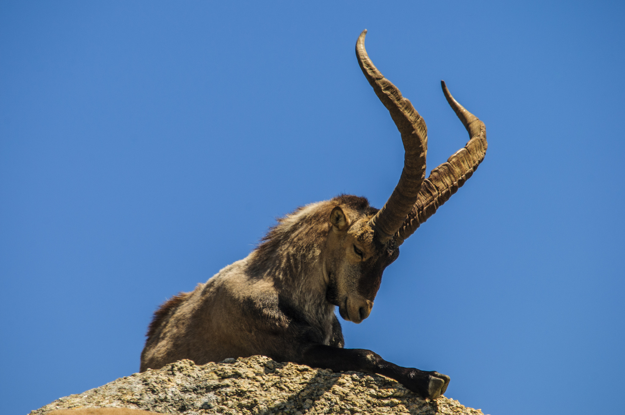 Sigma 50-500mm F4-6.3 EX APO RF HSM sample photo. Big male of mountain goat photography