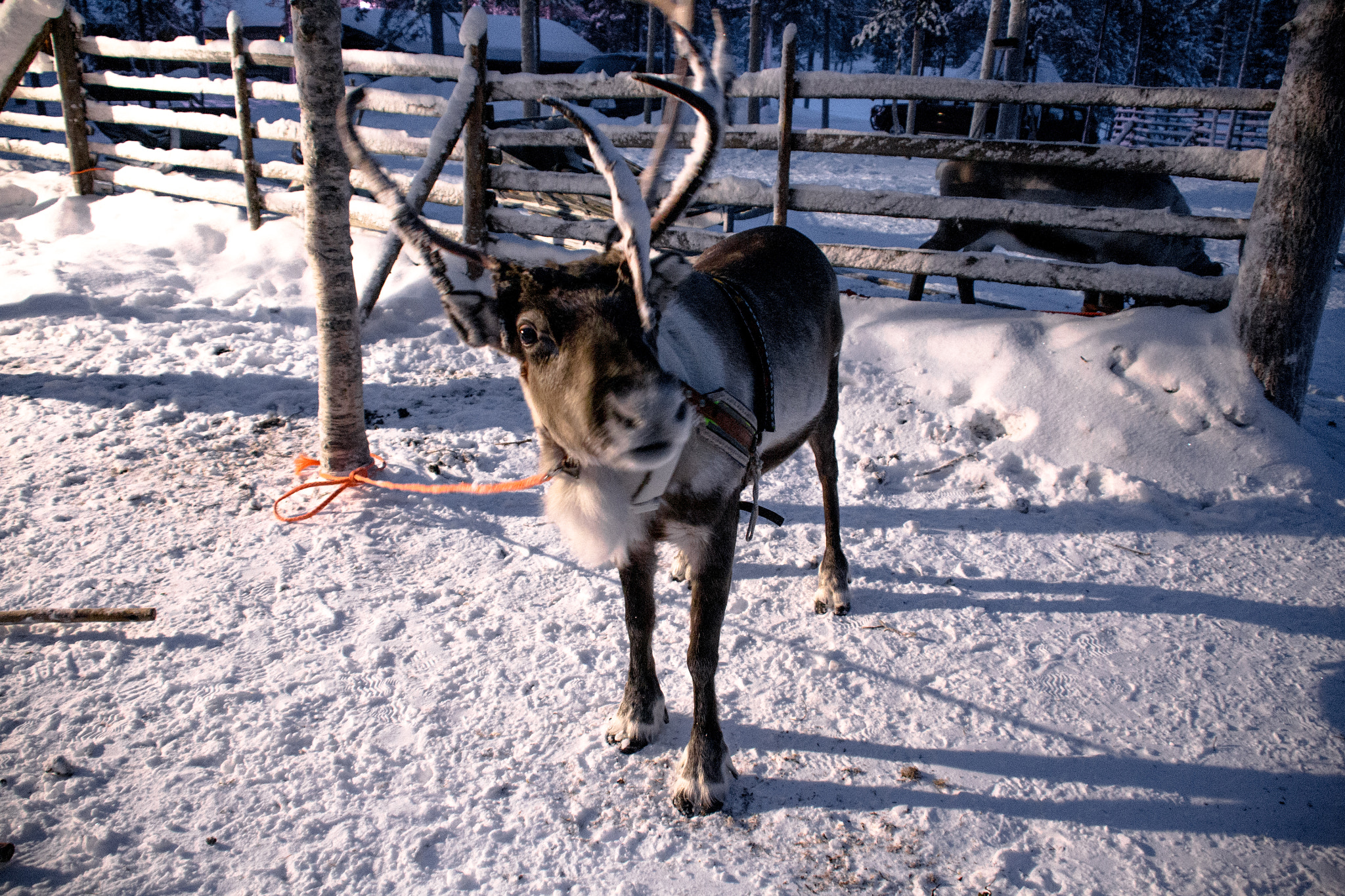 Nikon D3100 sample photo. Curious reindeer photography