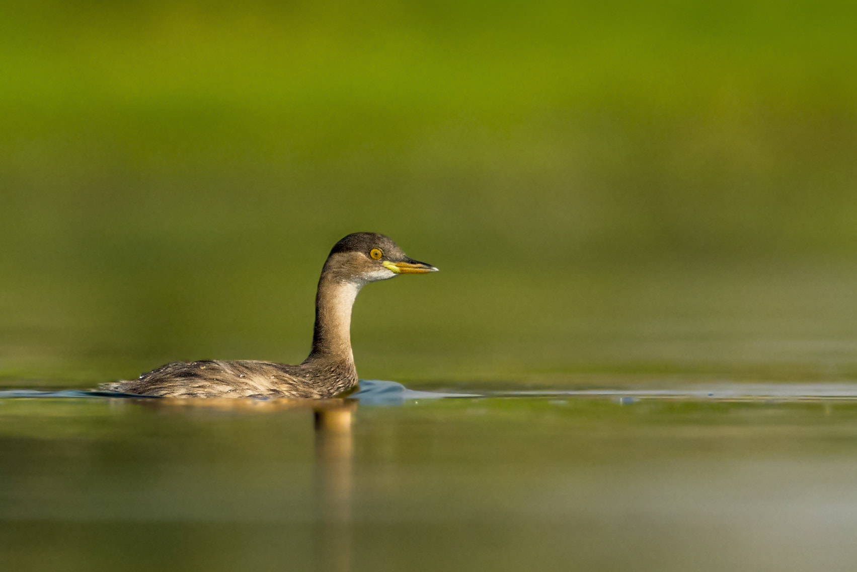 Nikon D7200 + Nikon AF-S Nikkor 300mm F4D ED-IF sample photo. Little duck photography
