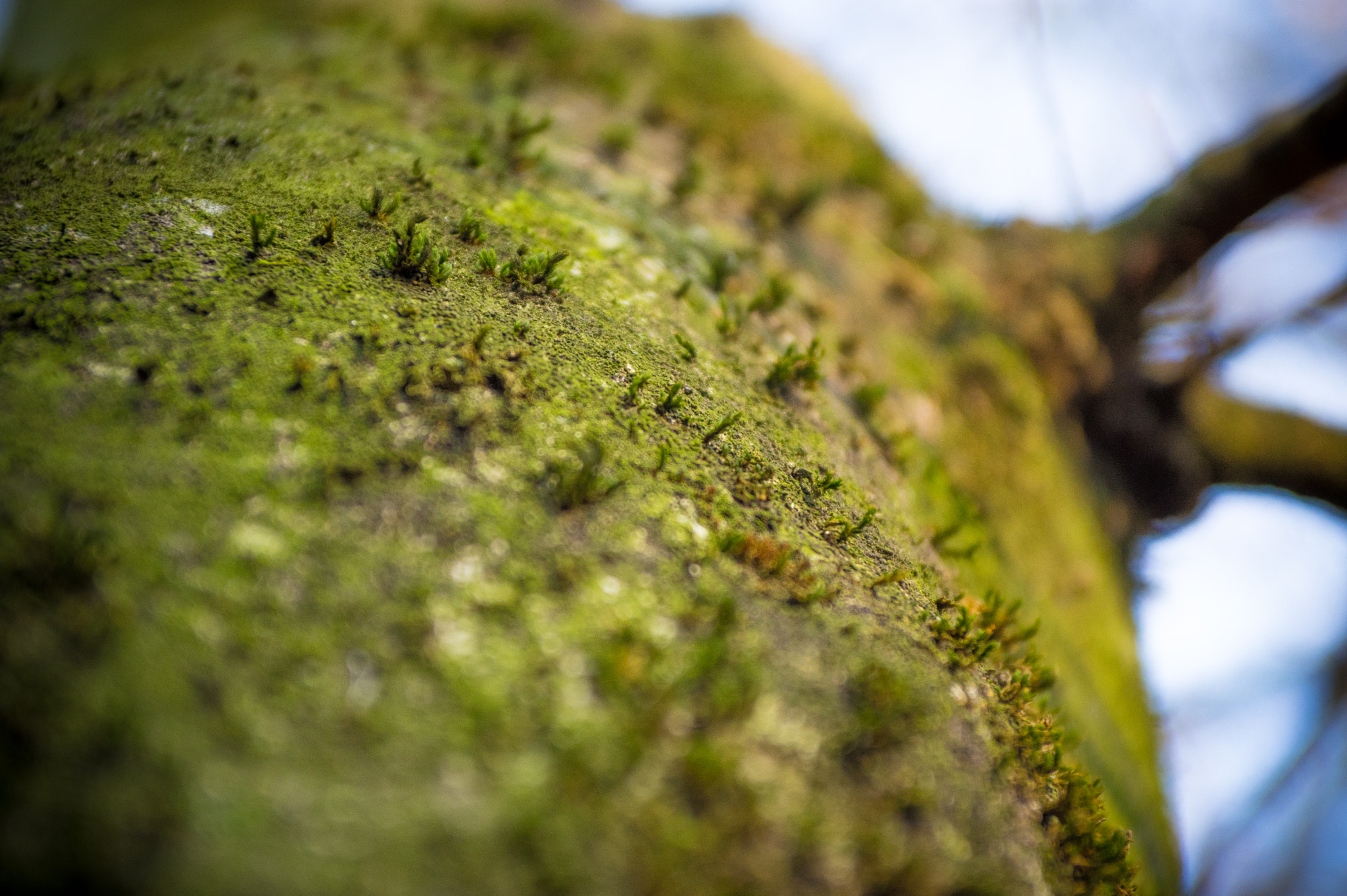 Pentax K-3 sample photo. Moss photography