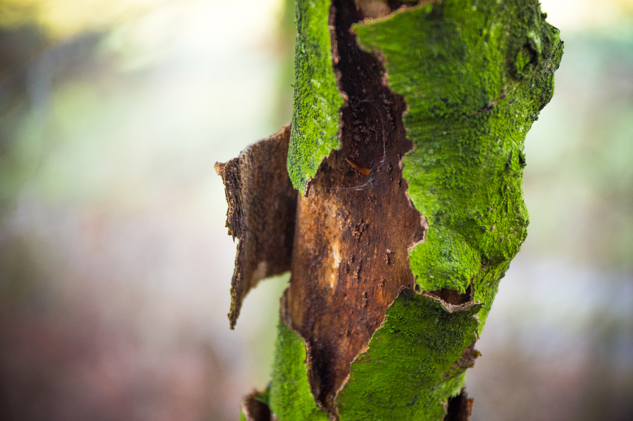 Pentax K-3 sample photo. Moss bark photography